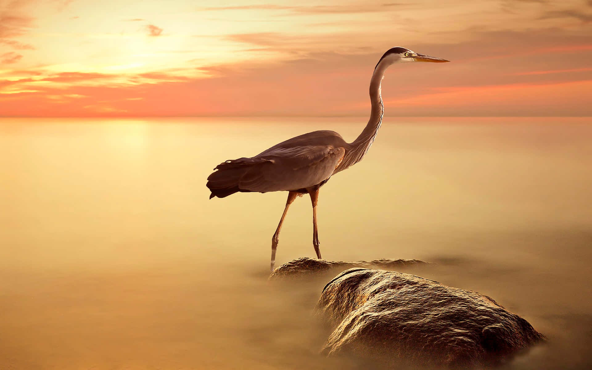 Heron, sunset, rock, Full HD Desktop Wallpaper