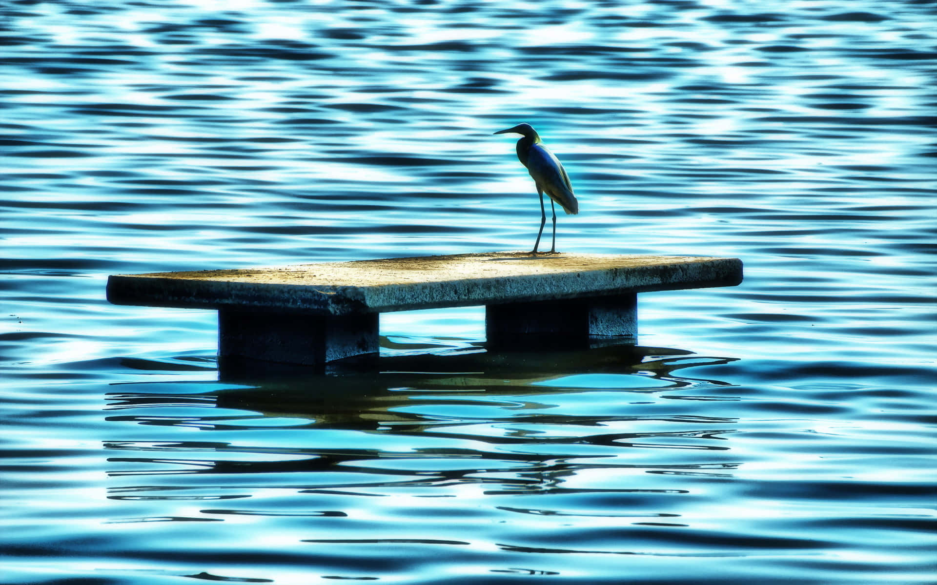 Heron, waterfront platform, weathered concrete platform, Full HD Desktop Wallpaper