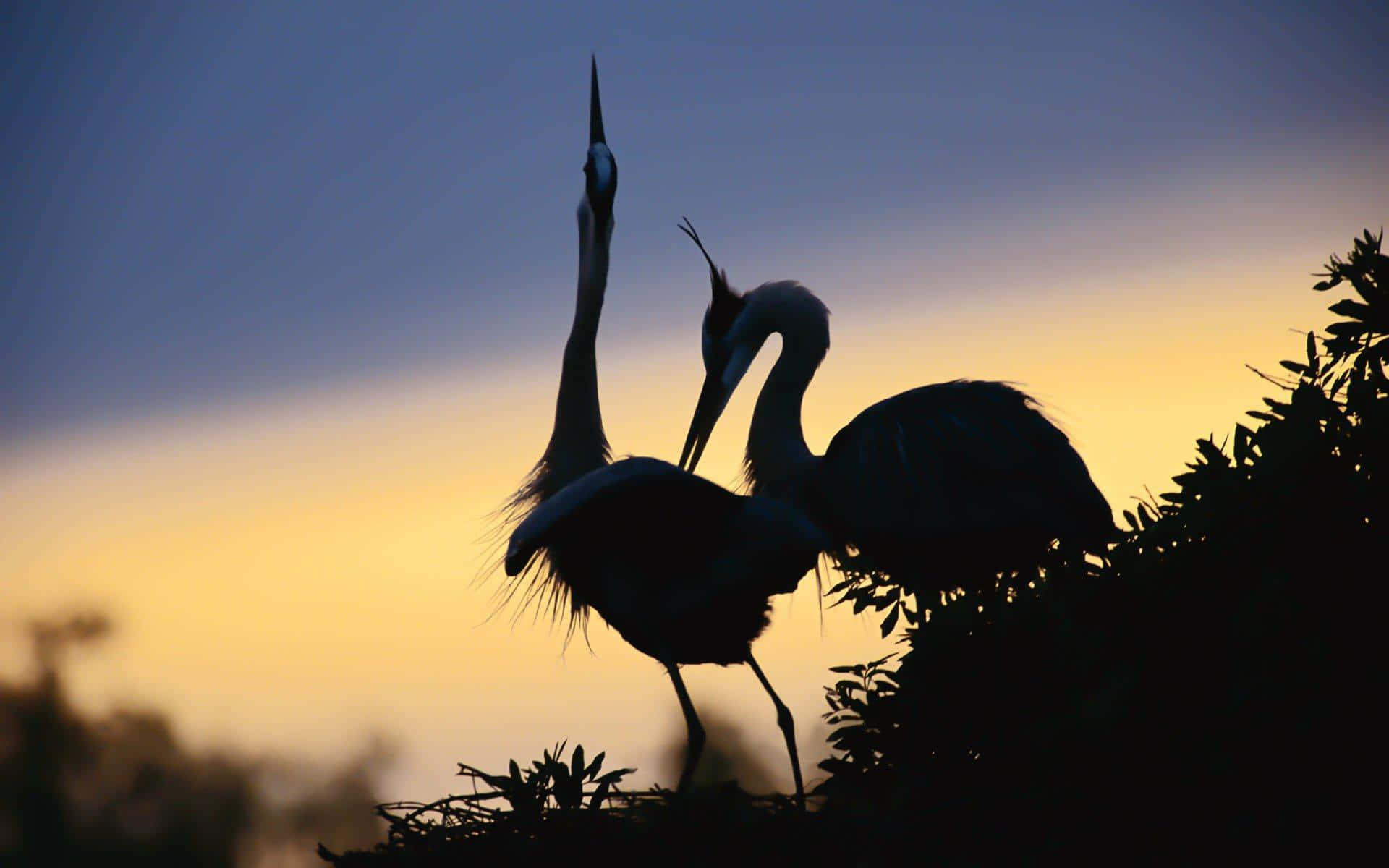 herons, golden sunset sky, foliage, Full HD Desktop Wallpaper