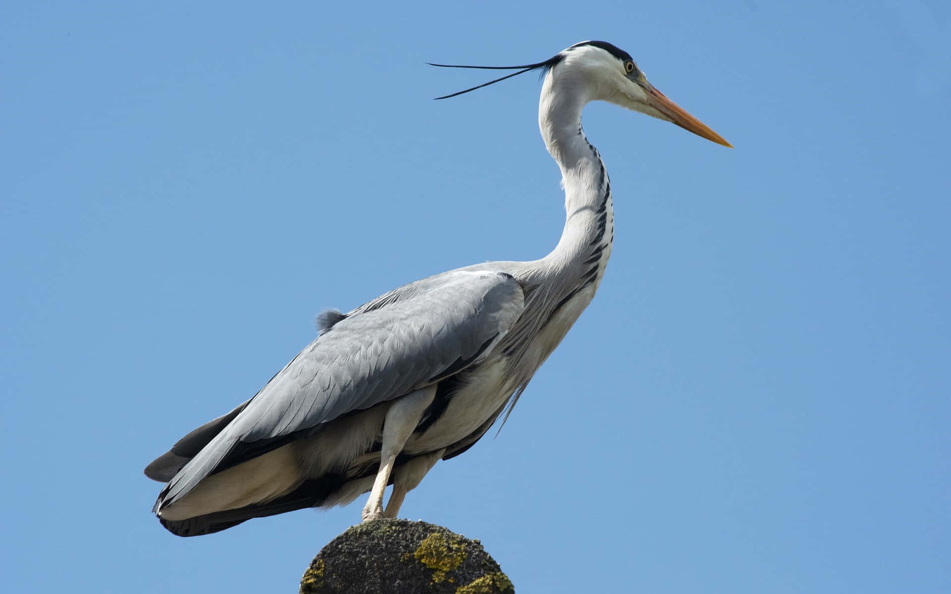 grey heron, mossy rock, clear blue sky, Full HD Desktop Wallpaper