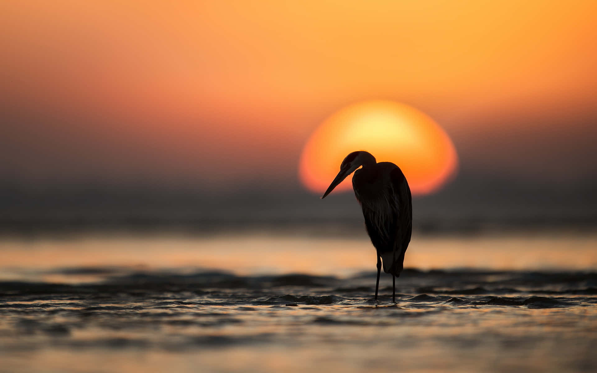 Heron, silhouette, sunset, Full HD Desktop Wallpaper