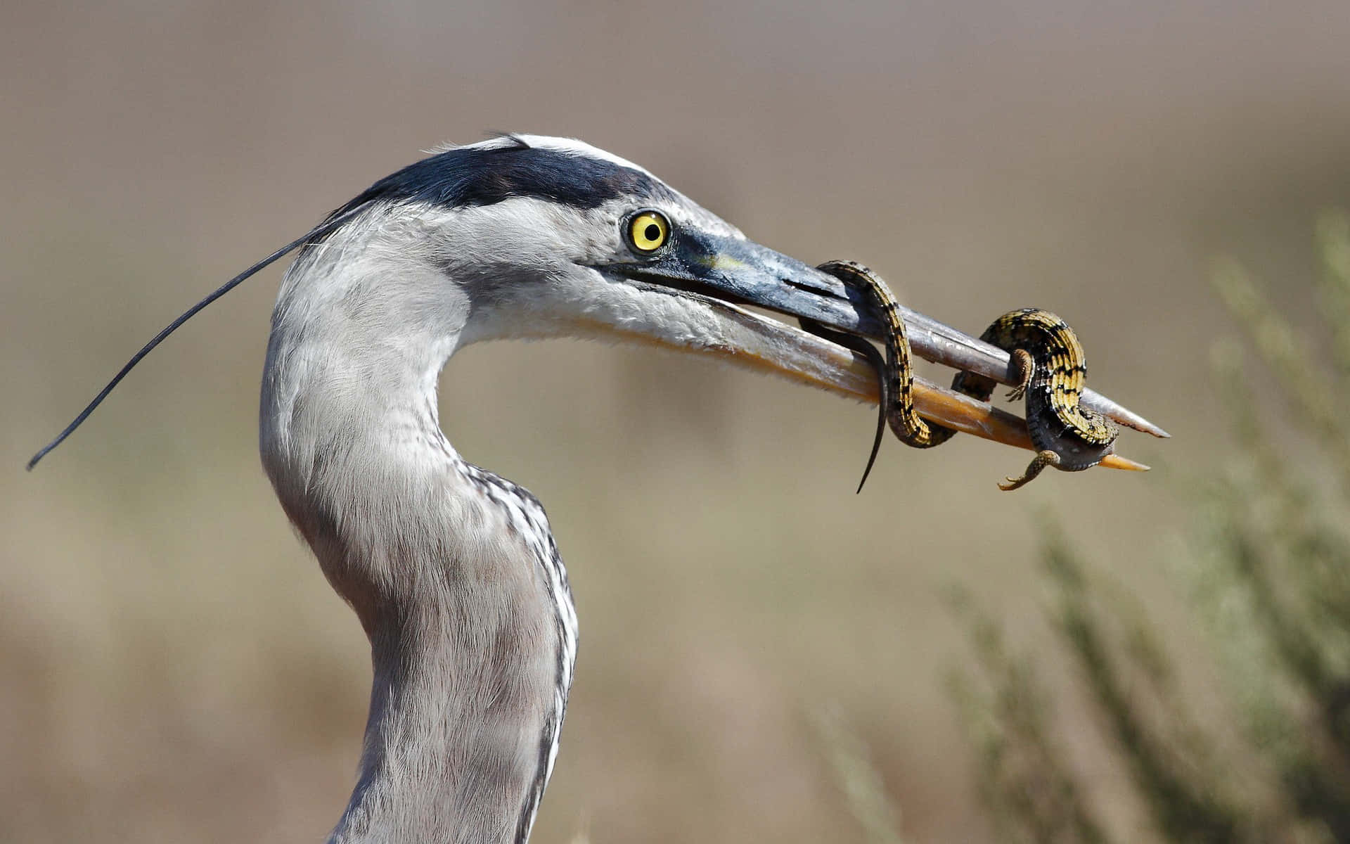 grey heron, yellow eye, striped snake, Full HD Desktop Wallpaper