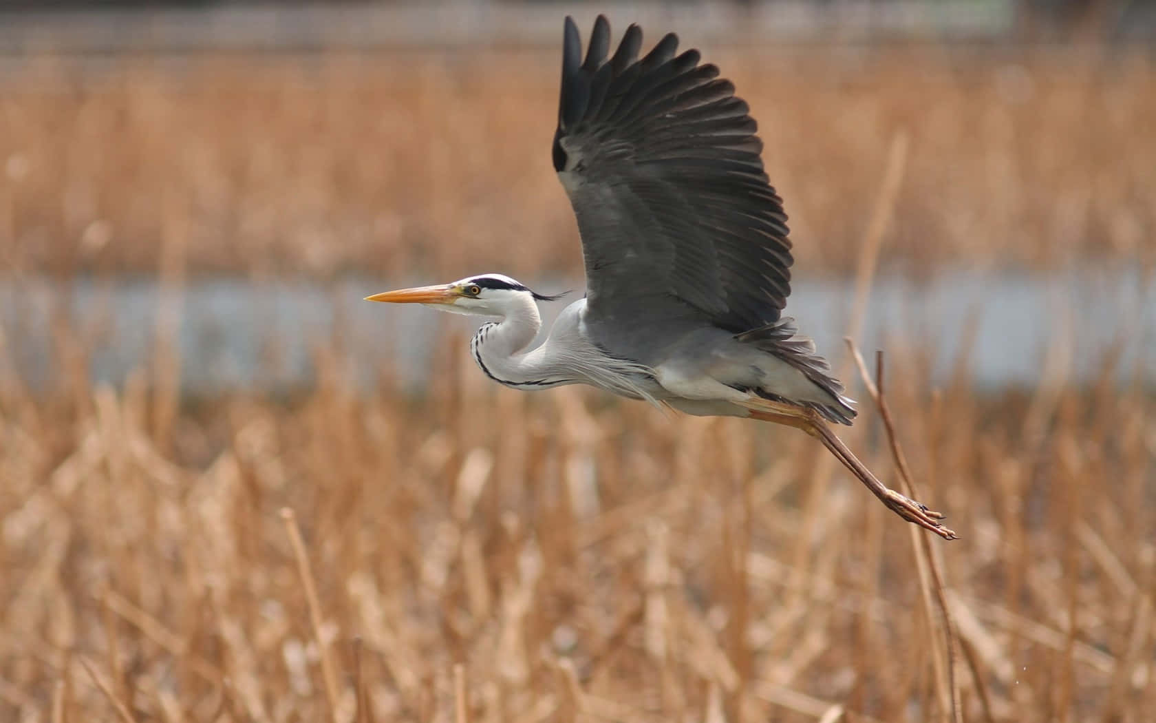 grey heron, flight, reeds, HD Desktop Wallpaper