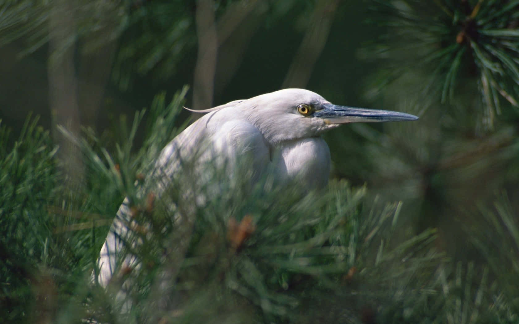 white heron, pine branches, green pine needles, HD Desktop Wallpaper