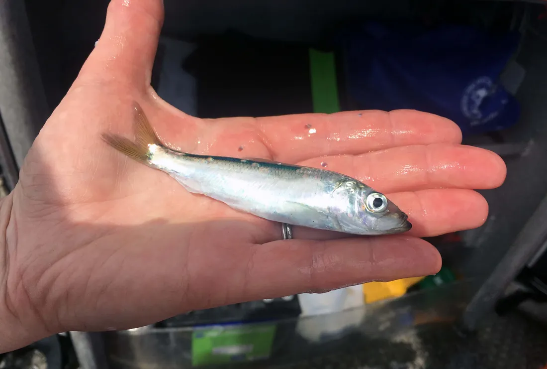 Herring