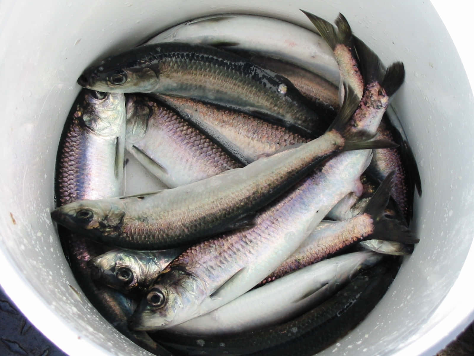 bucket, fresh herring, silvery fish, HD Desktop Wallpaper