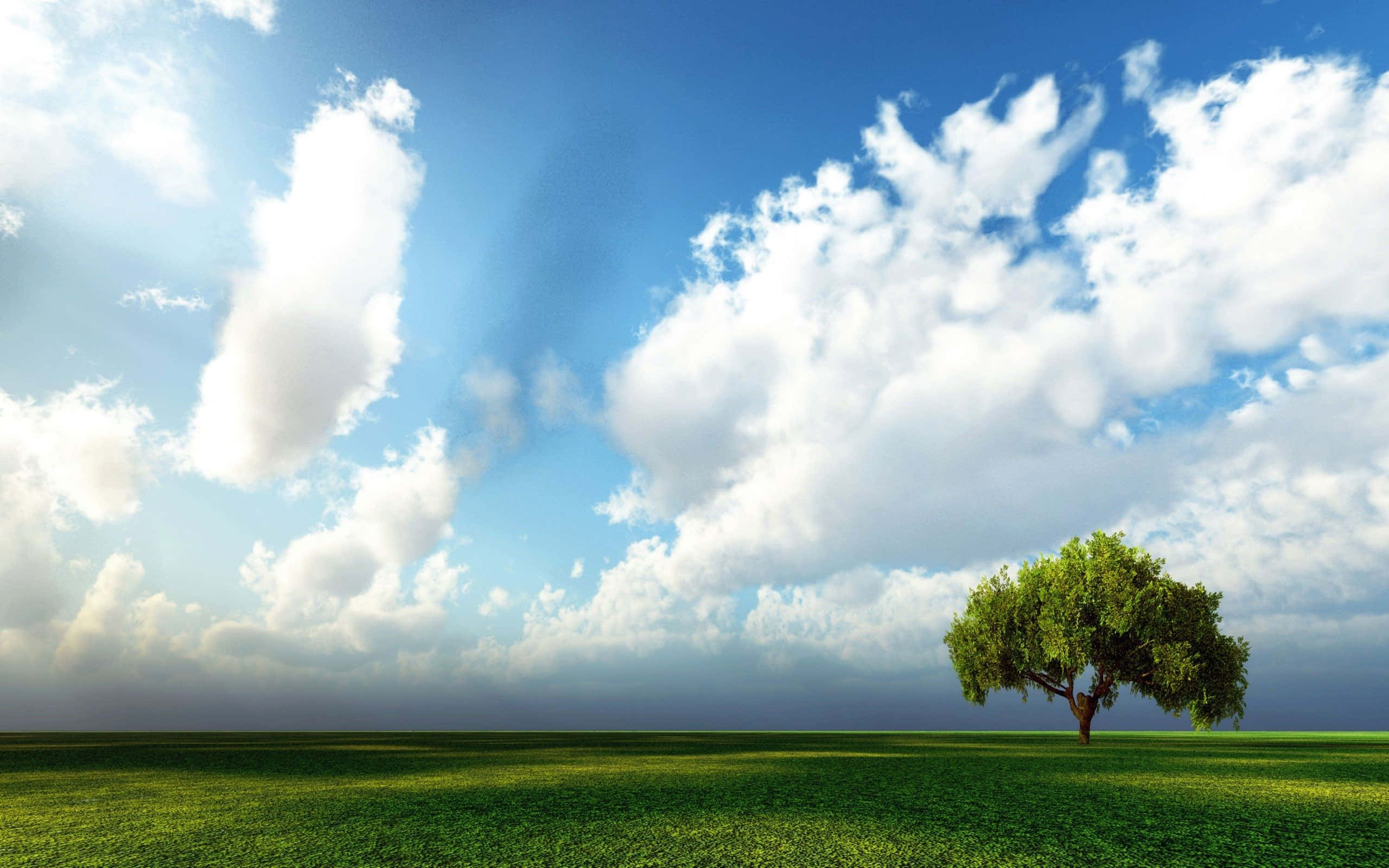 Hi Res Sky, green tree, grassy field, 2K Desktop Wallpaper