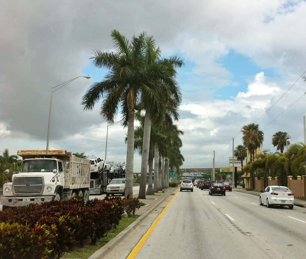 Hialeah, palm trees, urban street, SD Desktop Wallpaper