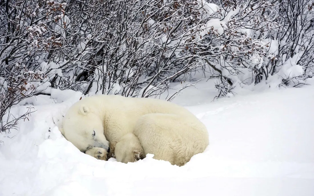 Hibernation