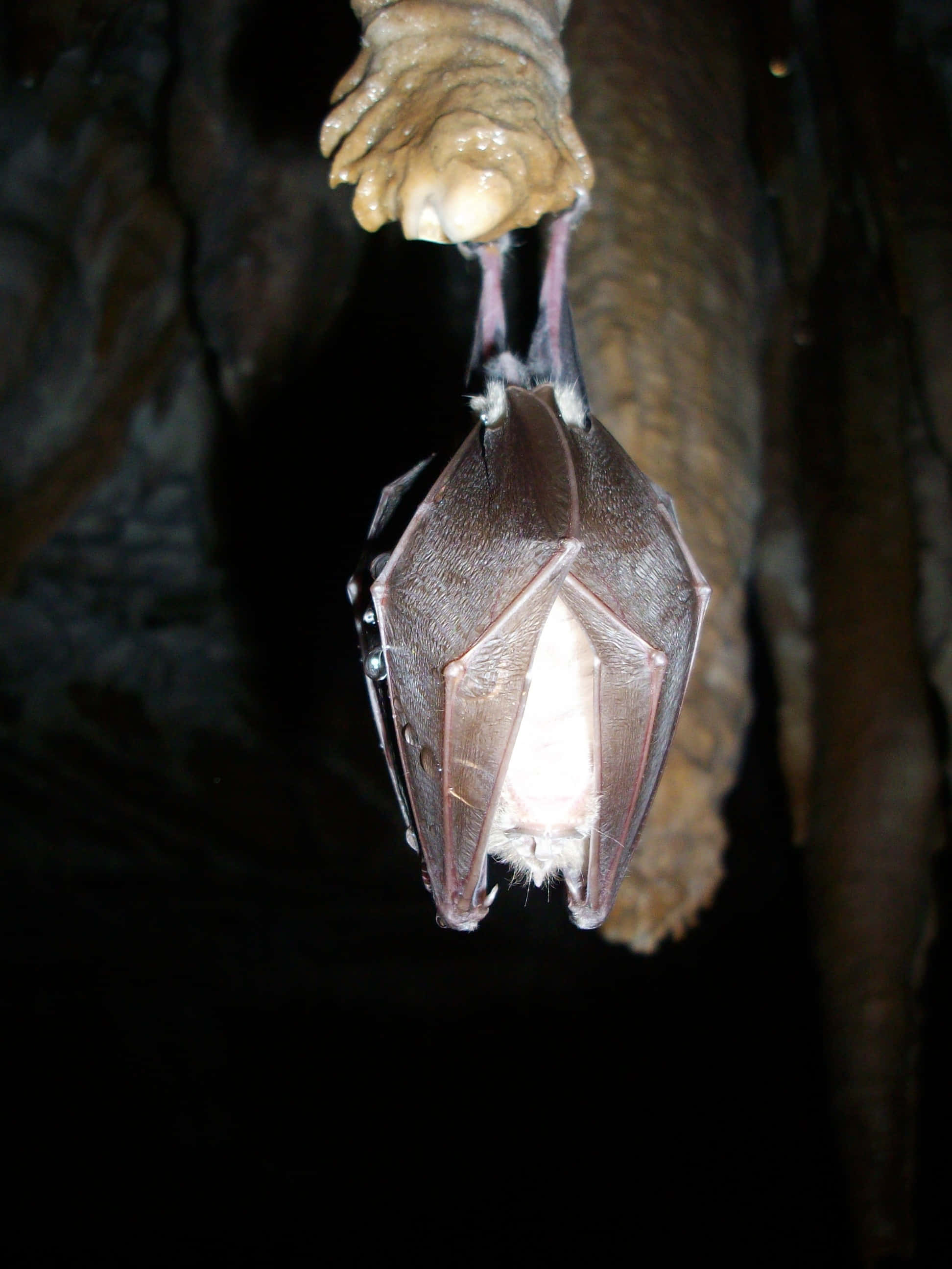 hibernation, bat, cave ceiling, 2K Phone Wallpaper