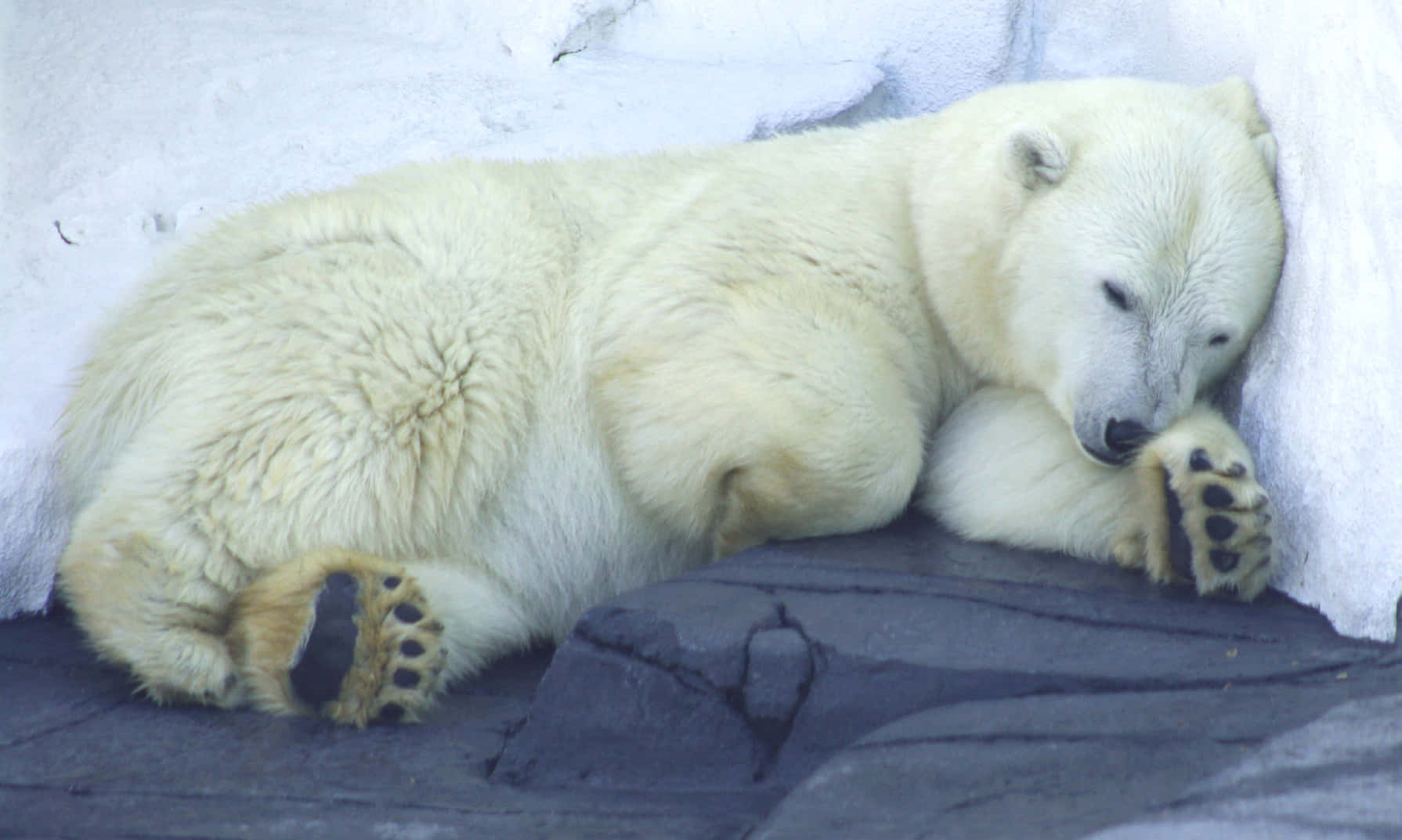 hibernation, polar bear, den, HD Desktop Wallpaper