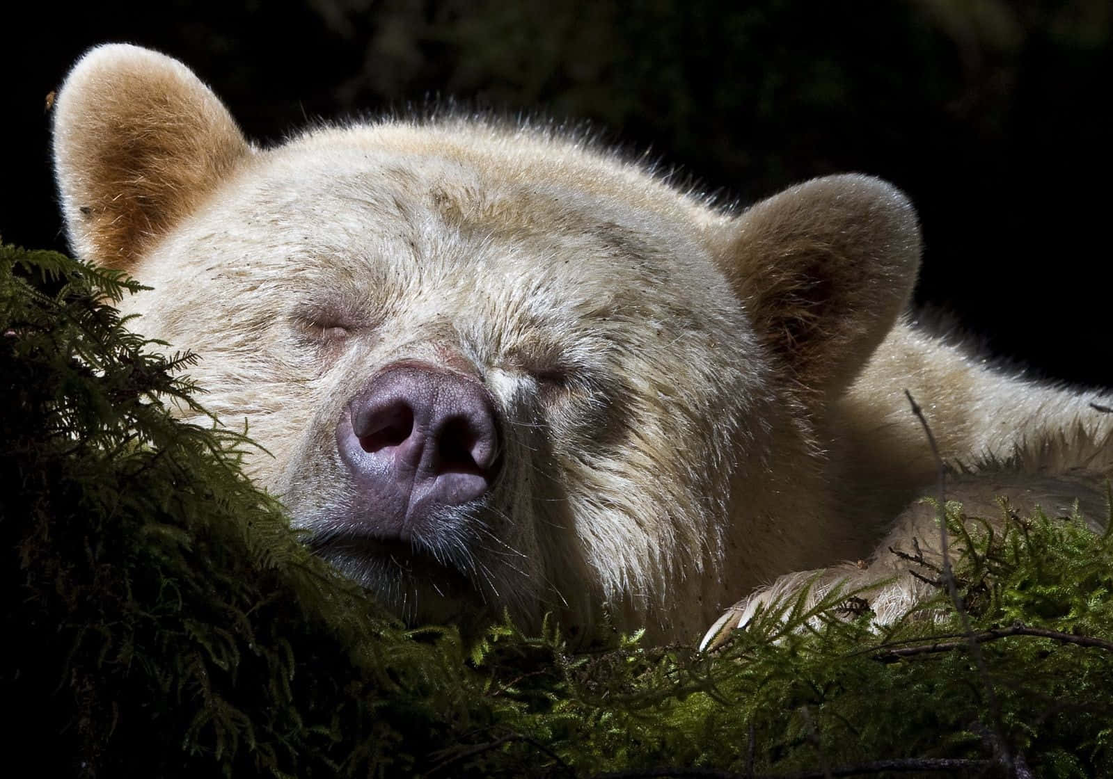 hibernation, white bear, winter forest, HD Desktop Wallpaper