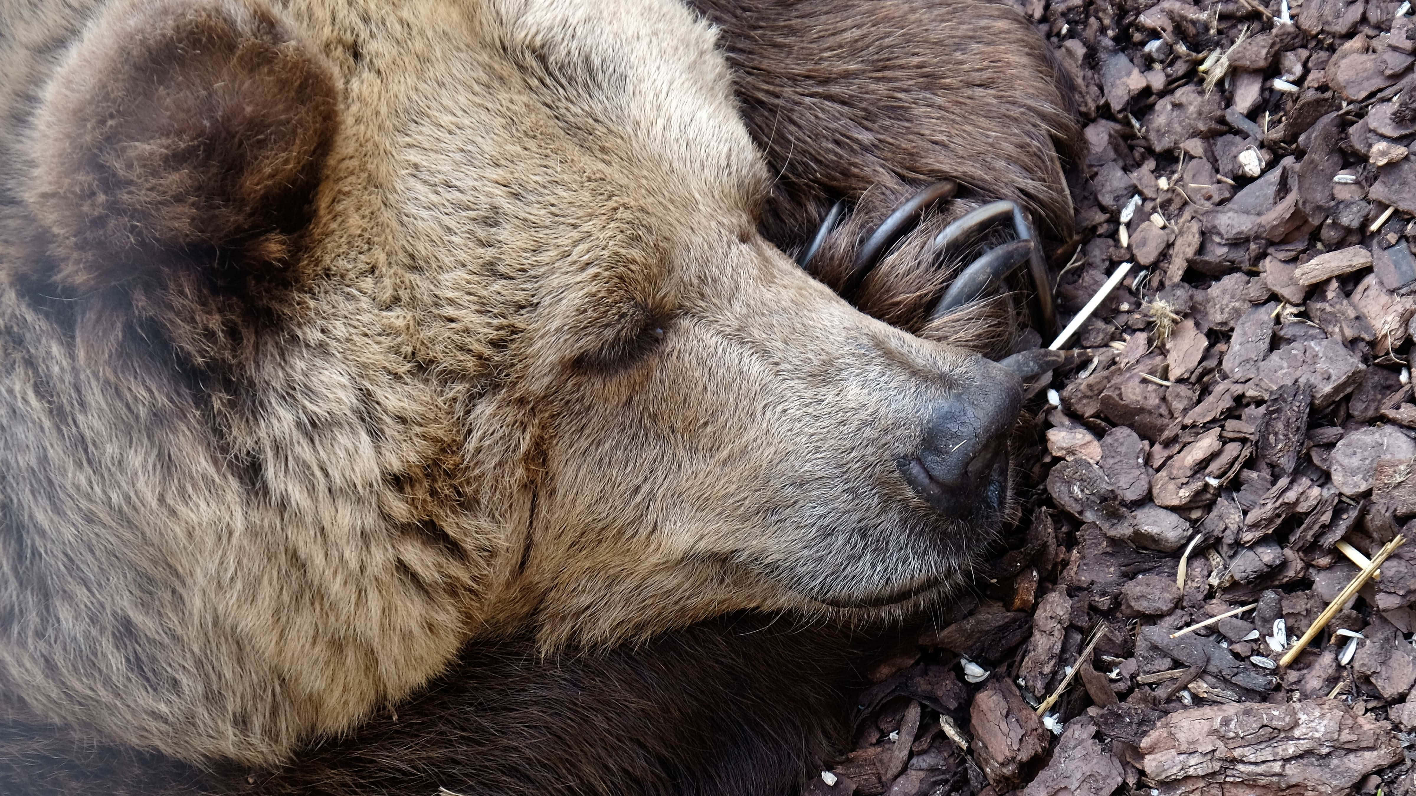 brown bear, snowy forest cave, mulch, 4K Desktop Wallpaper