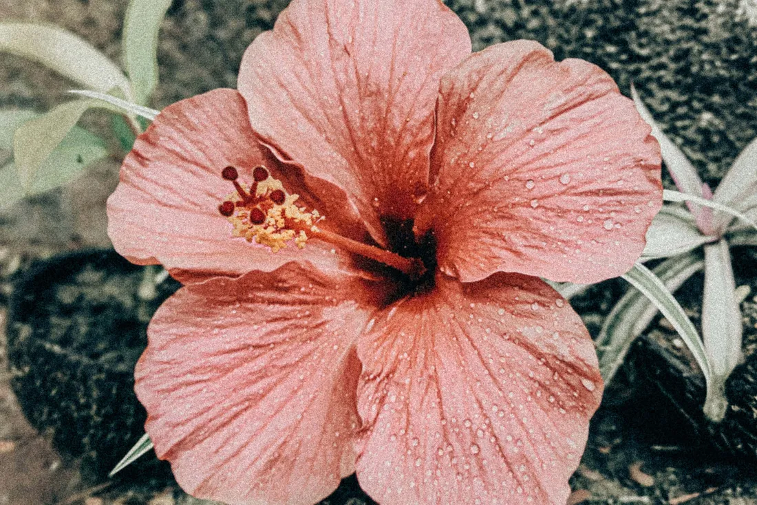 Hibiscus Aesthetic
