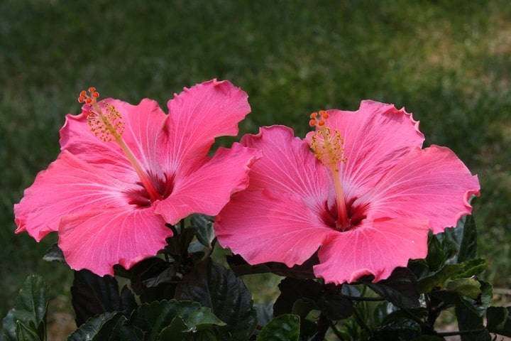 Symbolic Native Hibiscus, vivid pink hibiscus flowers, soft green grassy background, SD Desktop Wallpaper