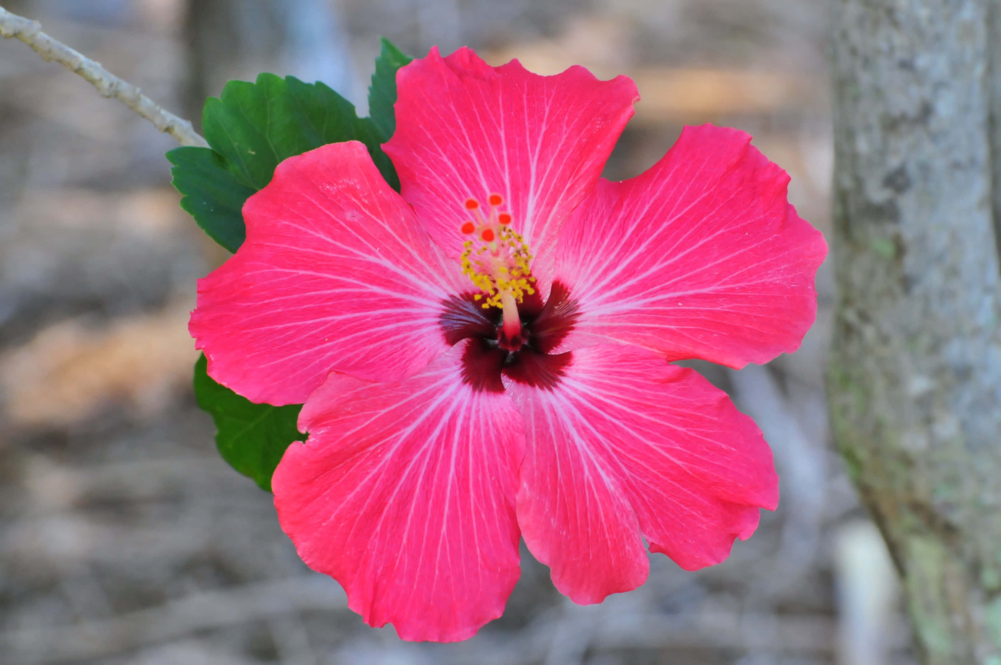 vibrant pink hibiscus flower, white veins, dark center, 2K Desktop Wallpaper
