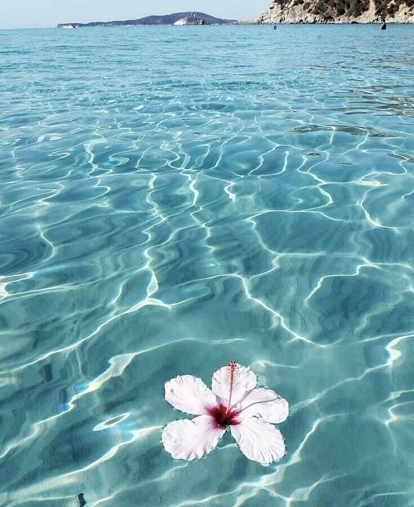 white hibiscus, deep red center, crystal clear turquoise water, SD Phone Wallpaper