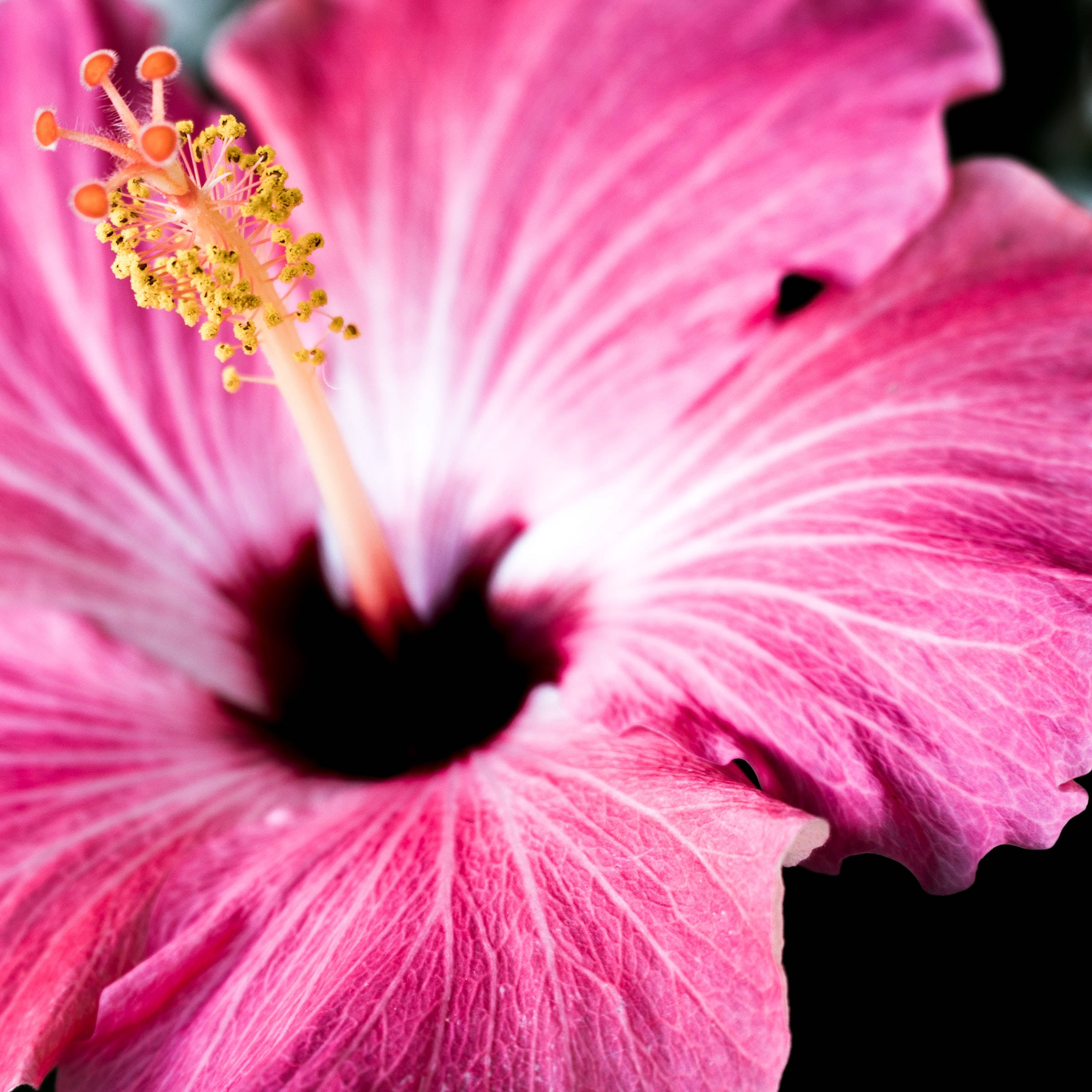 pink hibiscus, yellow stamens, dark center, Full HD Desktop Wallpaper