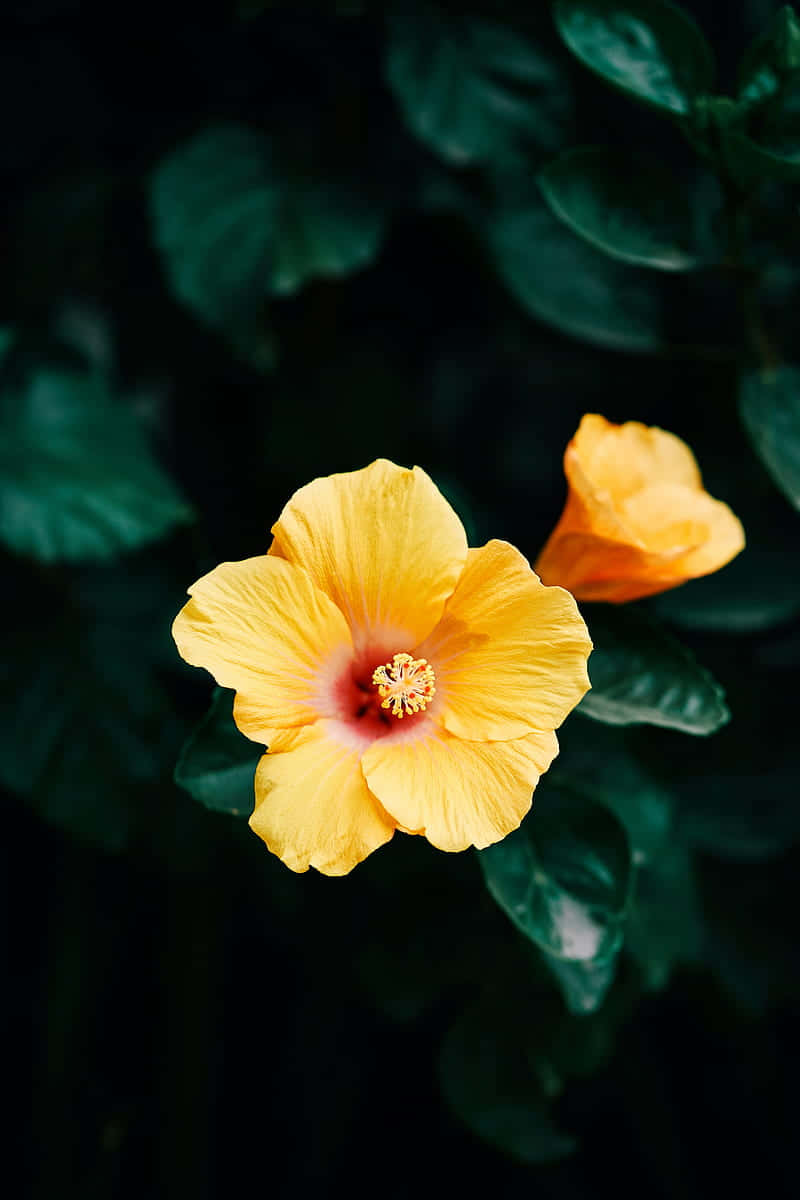 vibrant yellow hibiscus flower, deep green leaves, soft natural lighting, SD Phone Wallpaper