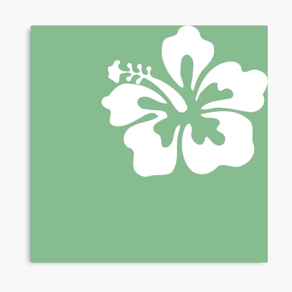 hibiscus silhouette, white hibiscus flower, mint green background, SD Desktop Wallpaper