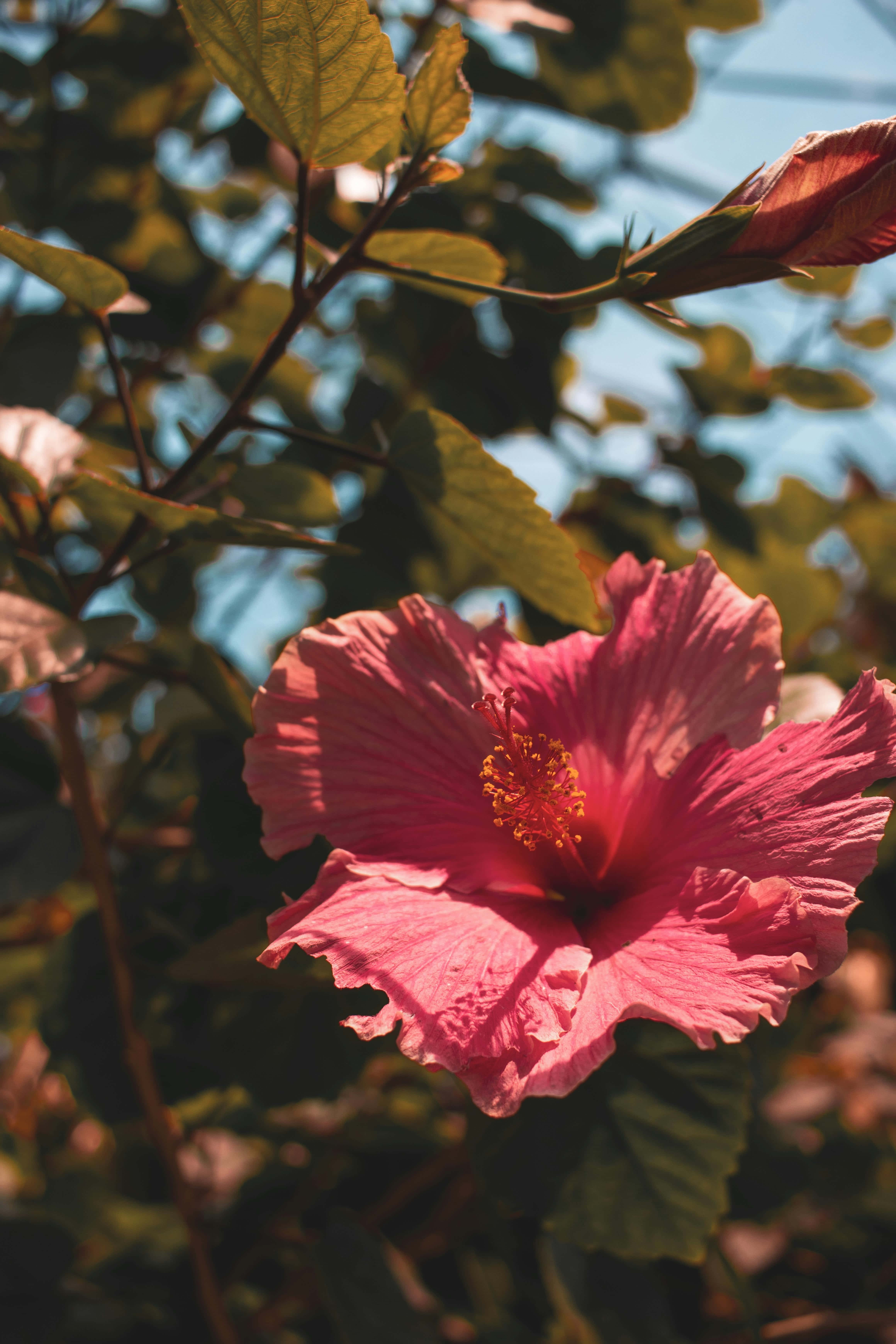 vibrant pink hibiscus, bright sunlight, lush green leaves, 5K Phone Wallpaper