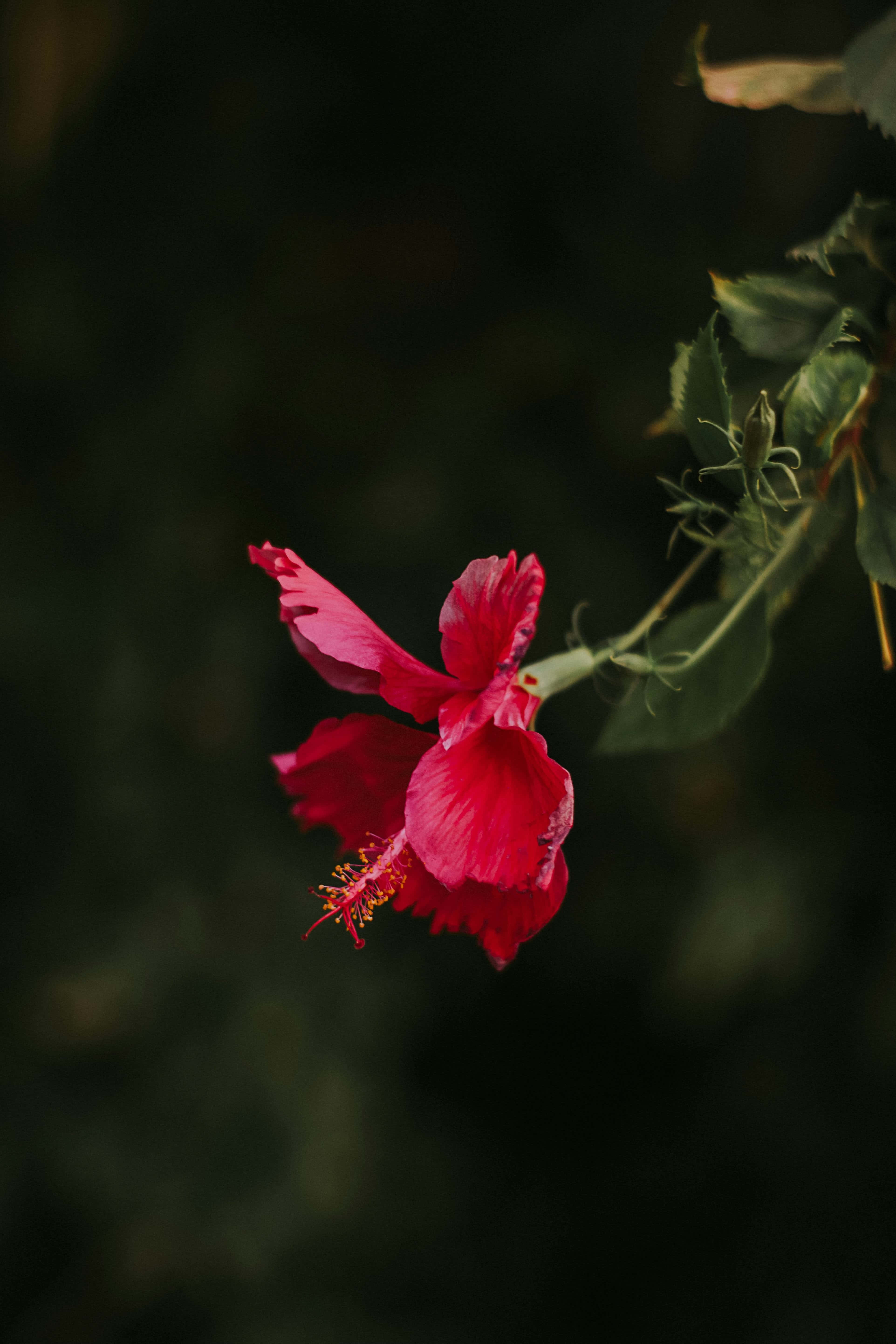 vibrant hibiscusin bloom, vivid red hibiscus flower, frayed petals, 5K Phone Wallpaper