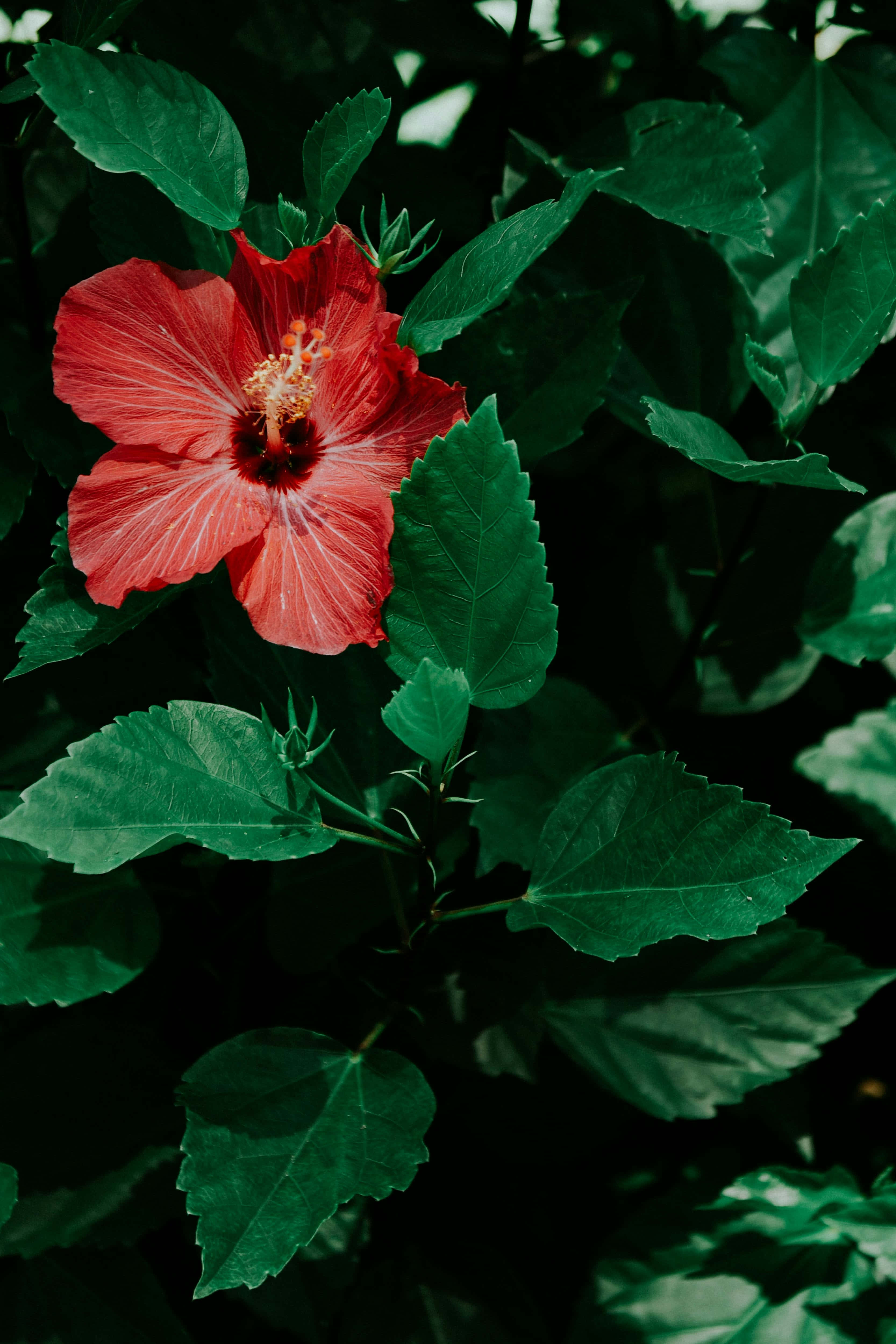 vibrant red hibiscus, lush dark green foliage, soft natural light, 4K Phone Wallpaper