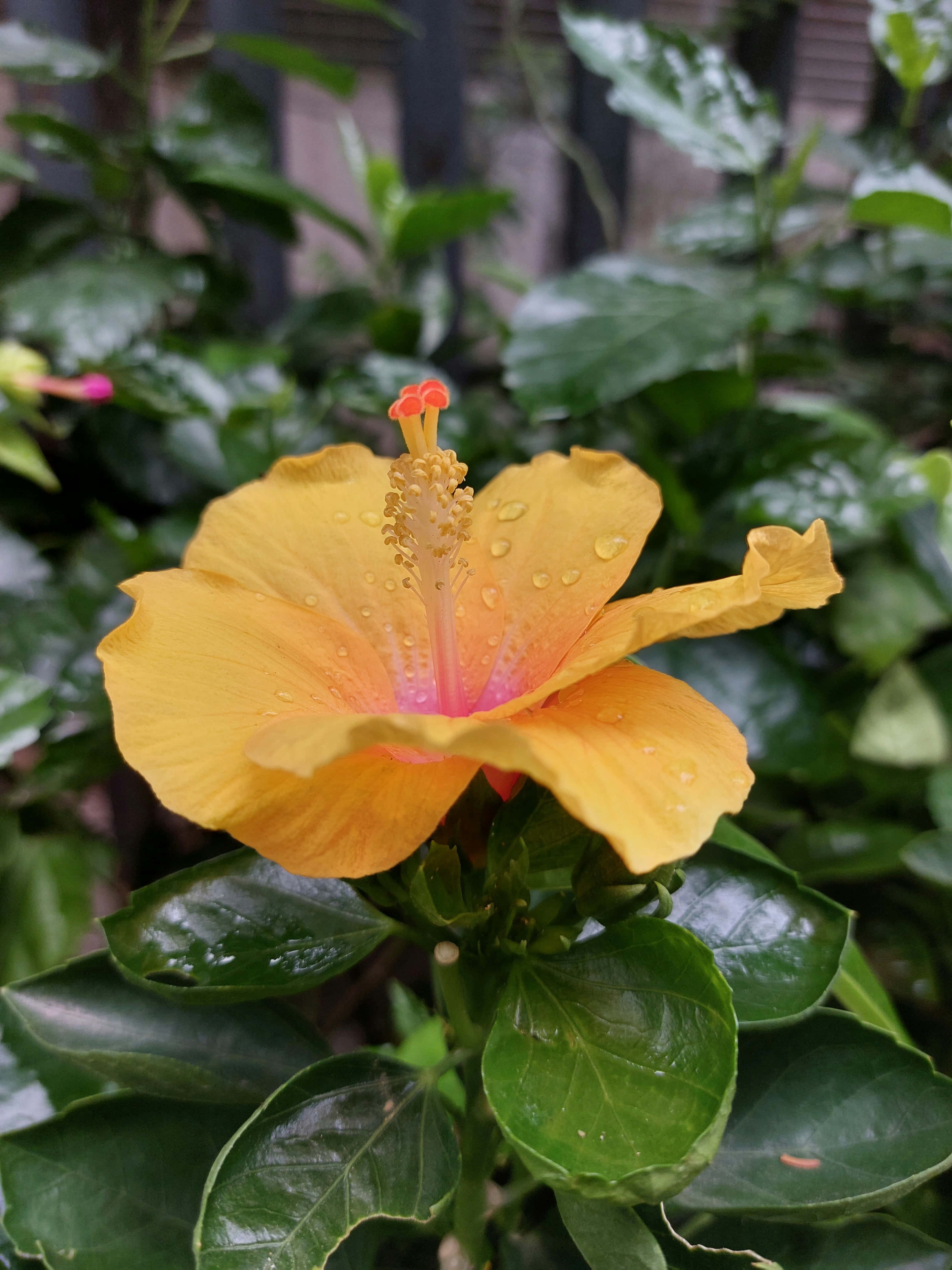 dew kissed yellow hibiscus flower, yellow hibiscus flower, dew drops, 4K Phone Wallpaper