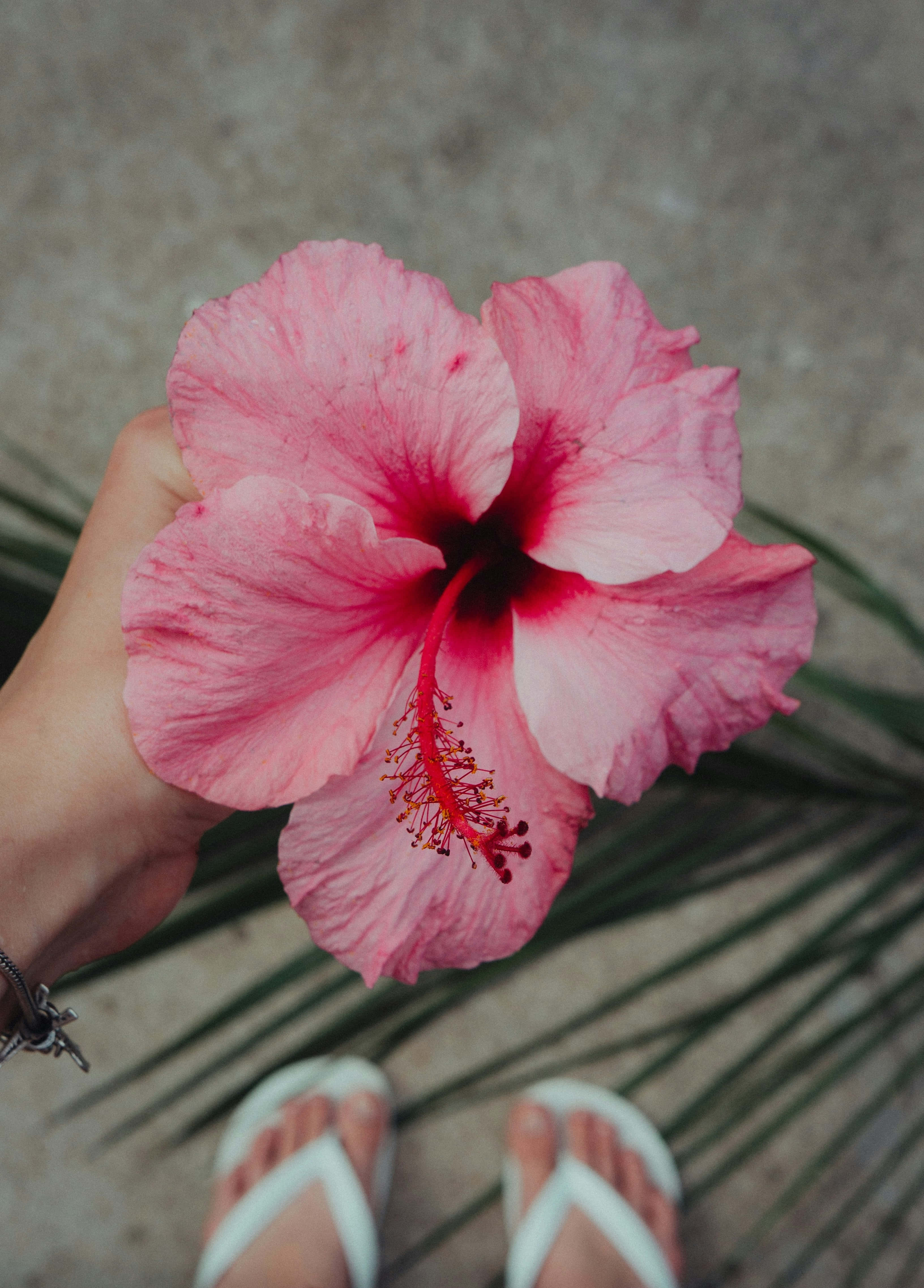 pink hibiscus, vibrant pink hibiscus flower, red center, 4K Phone Wallpaper