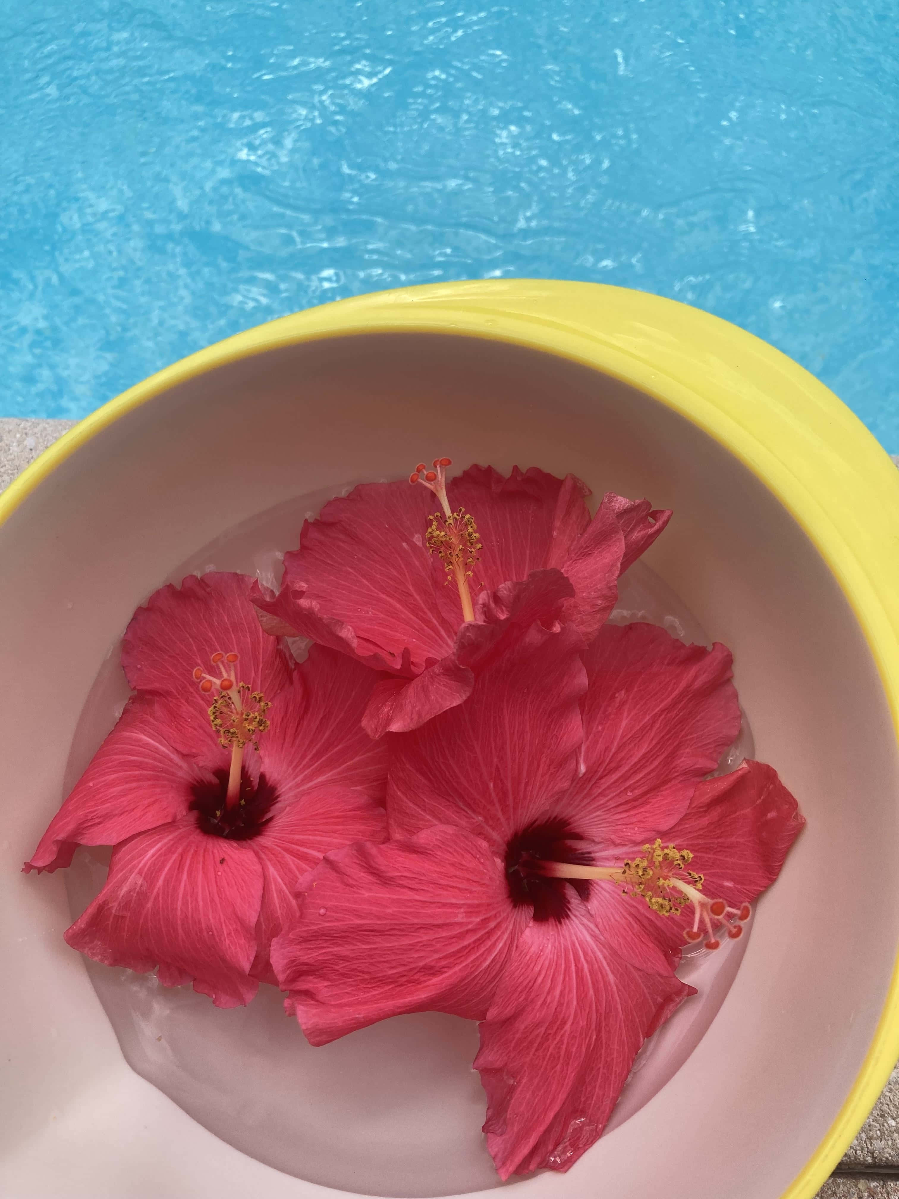 hibiscus flowers, yellow bowl of water, sparkling blue swimming pool, 4K Phone Wallpaper