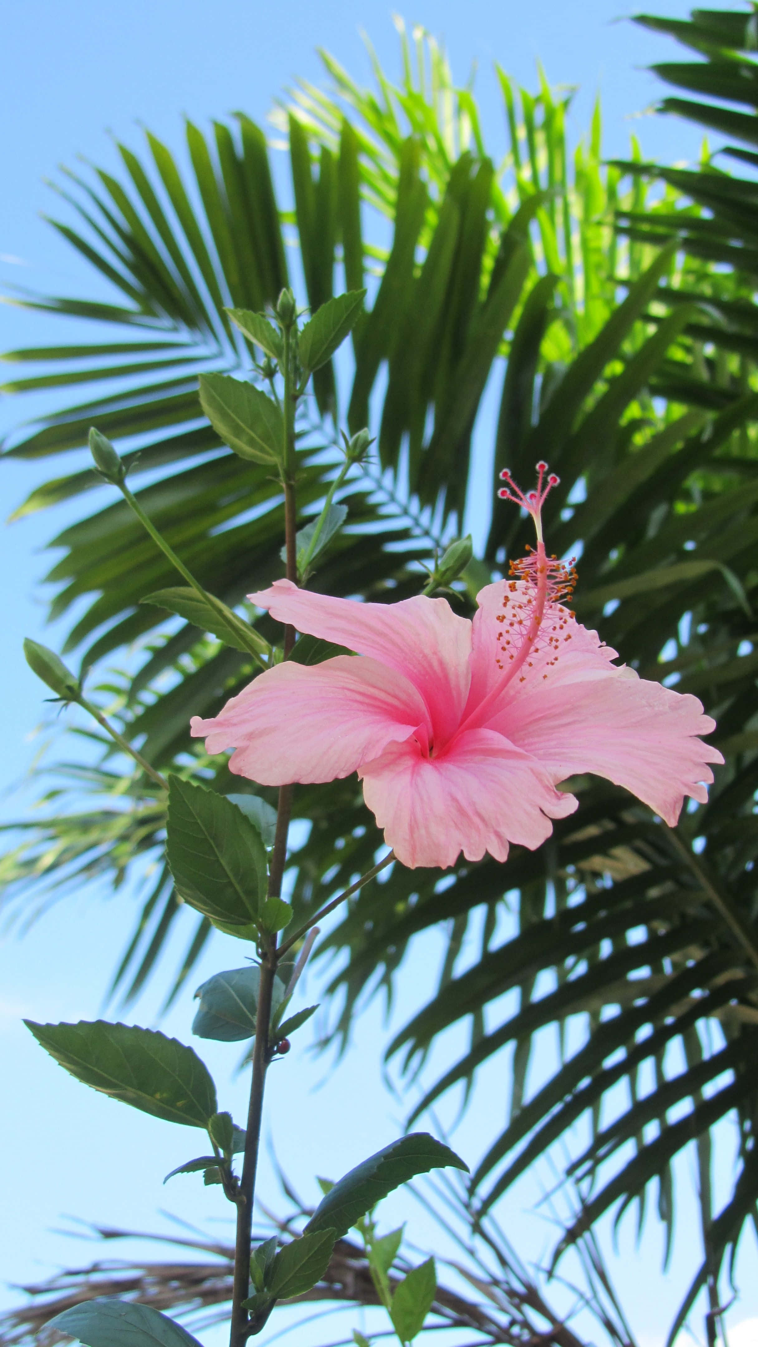 tropical hibiscus, pink hibiscus, lush green palm fronds, 4K Phone Wallpaper