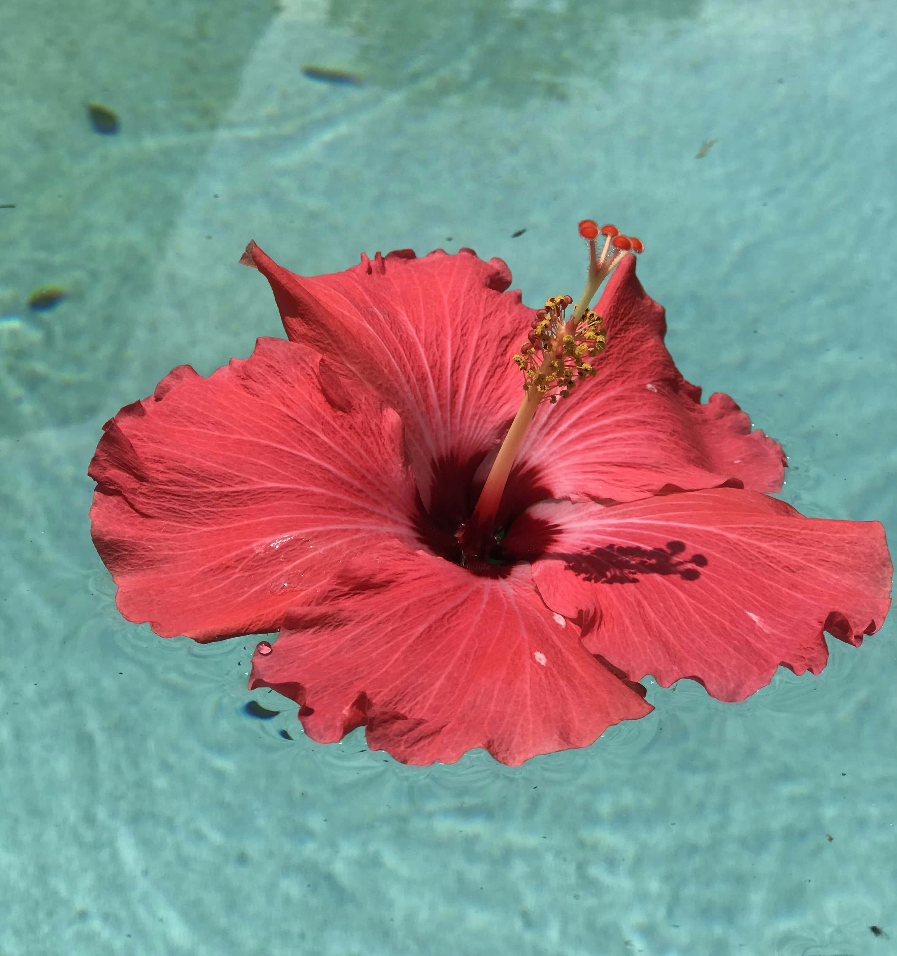 red hibiscus, turquoise water, gentle ripples, 2K Phone Wallpaper