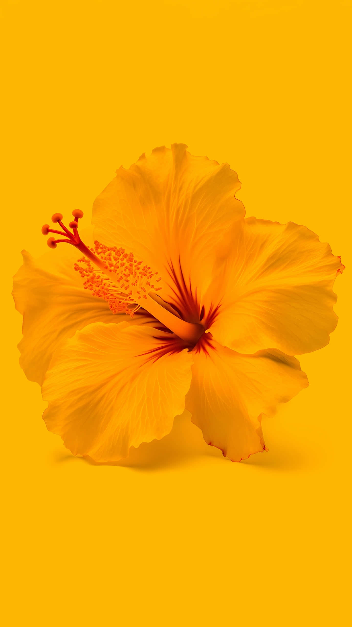vibrant yellow hibiscus, red stamen, solid golden yellow background, 2K Phone Wallpaper