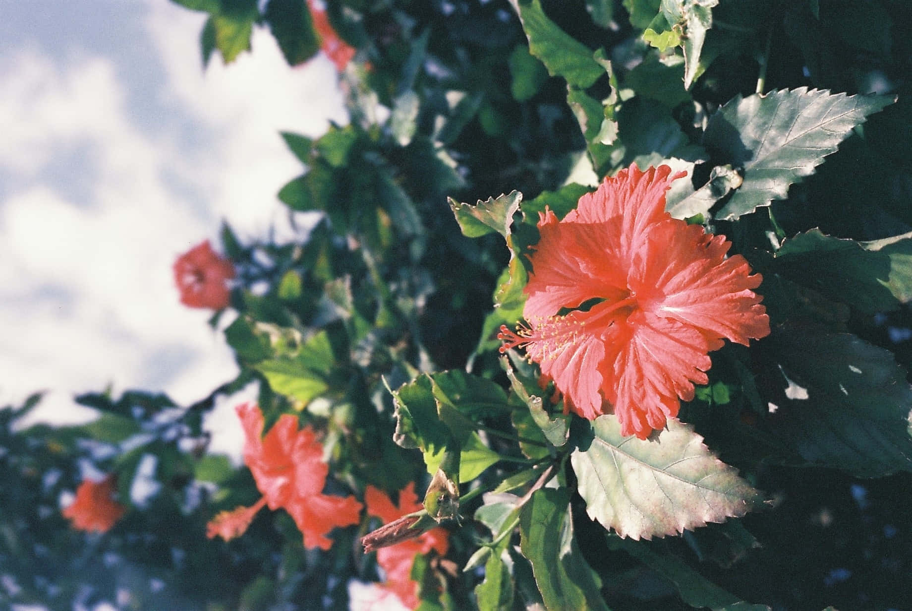 blooming hibiscus flowers, bright sky, sunlit garden scene, HD Desktop Wallpaper