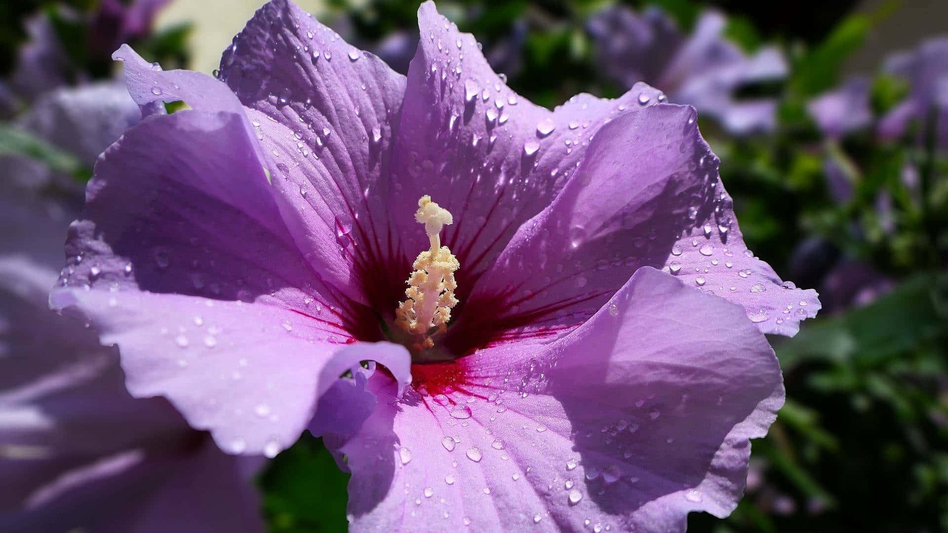 vibrant purple hibiscus, dewdrops glistening on its petals, blurred green background, Full HD Desktop Wallpaper