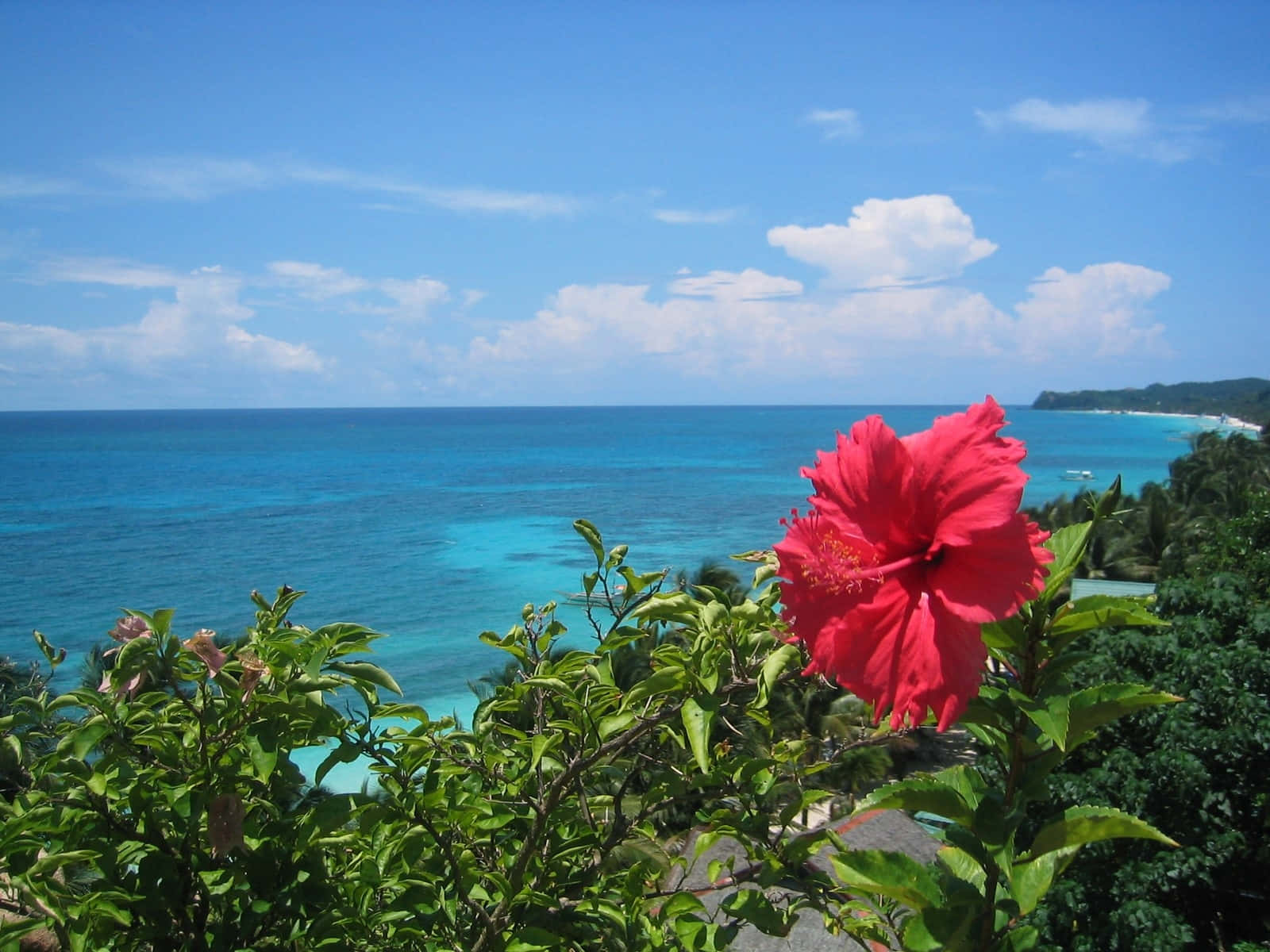 tropical hibiscus, turquoise ocean, clear blue sky, HD Desktop Wallpaper