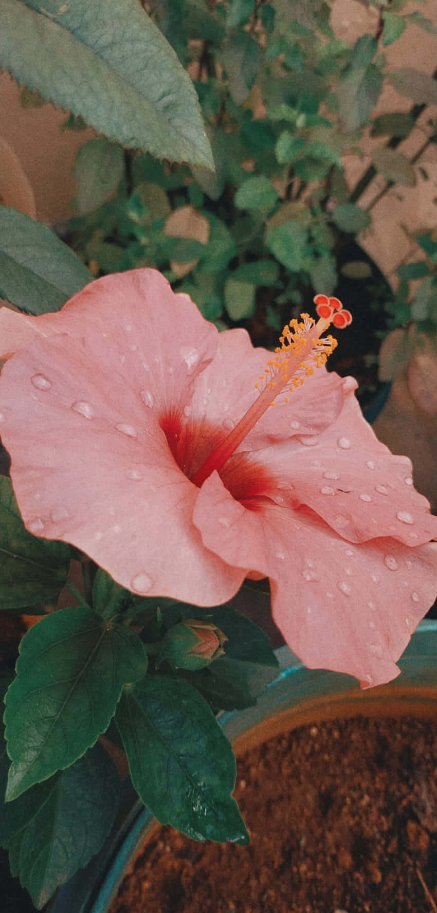 dewy pink hibiscus flower, dew drops, petals, HD Phone Wallpaper