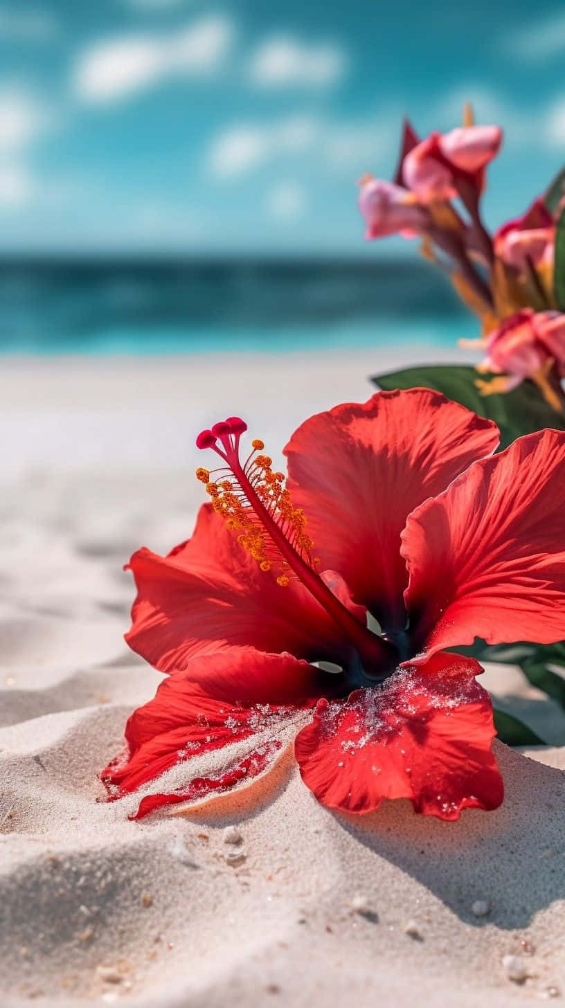 tropical hibiscus, beach sand, white sand, HD Phone Wallpaper