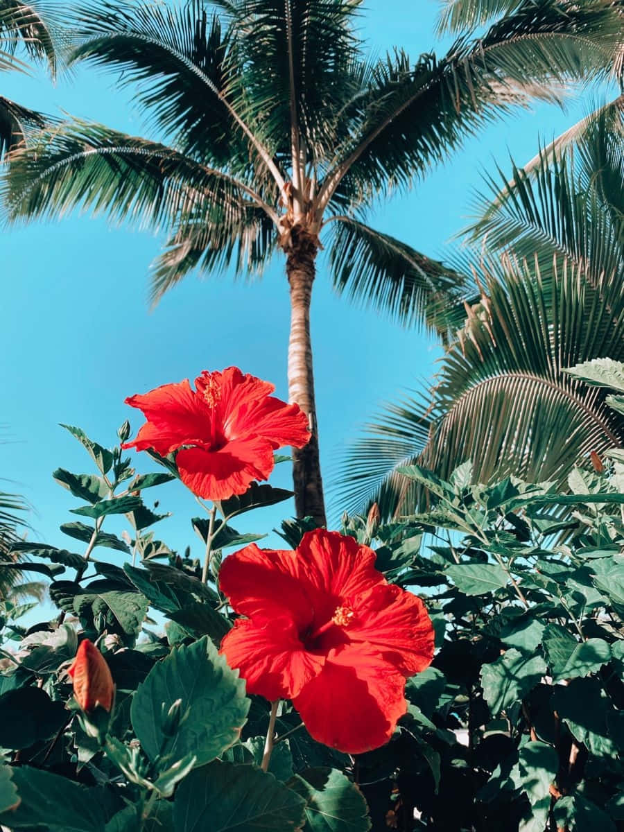 tropical hibiscus, palm tree, vibrant red hibiscus flowers, SD Phone Wallpaper