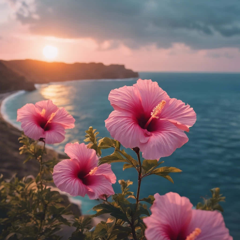 Hibiscus Flowers, coastal sunset, turquoise ocean, SD Desktop Wallpaper