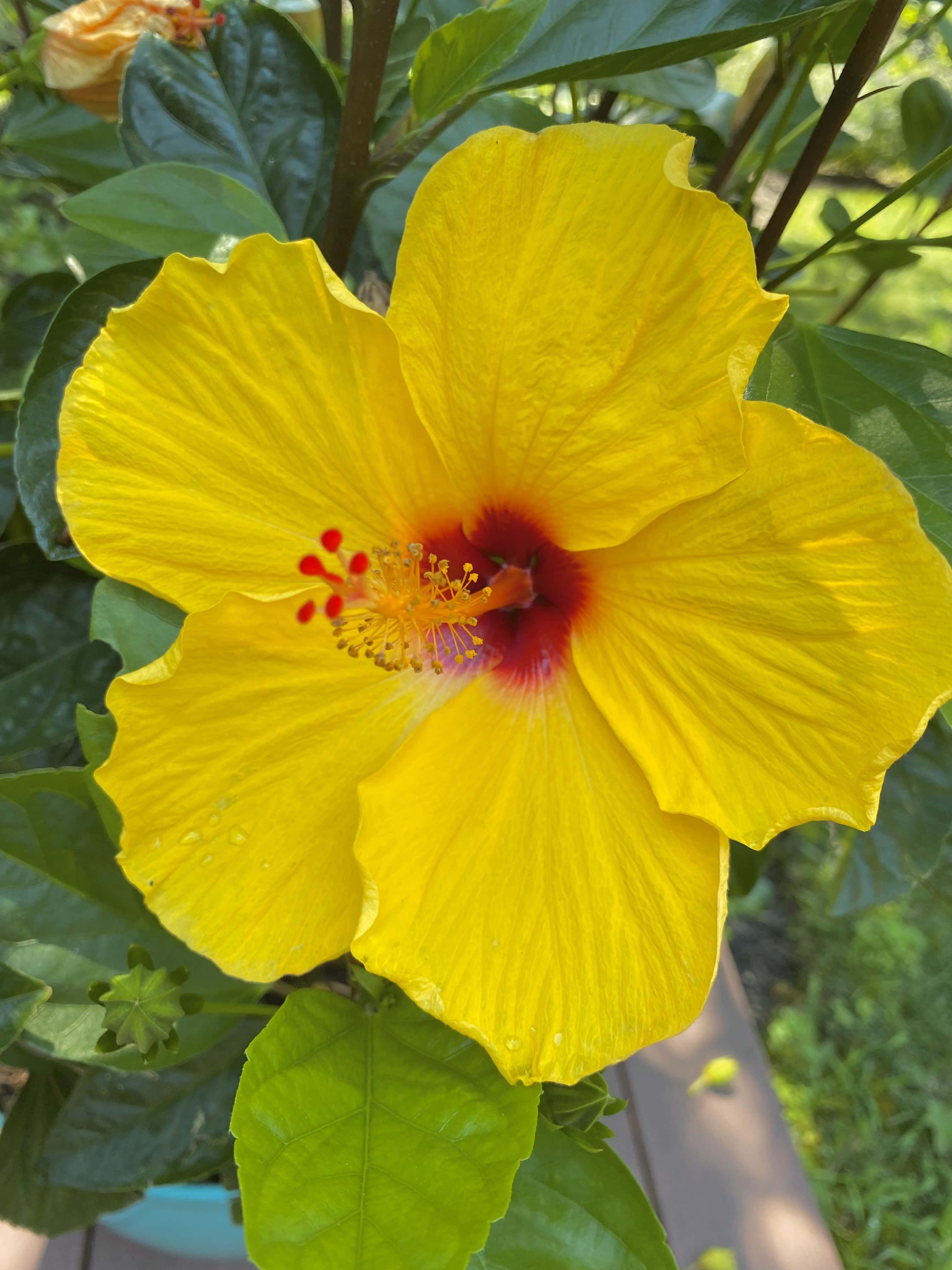 vibrant yellow hibiscus bloom, deep red center, lush green leaves, 4K Phone Wallpaper