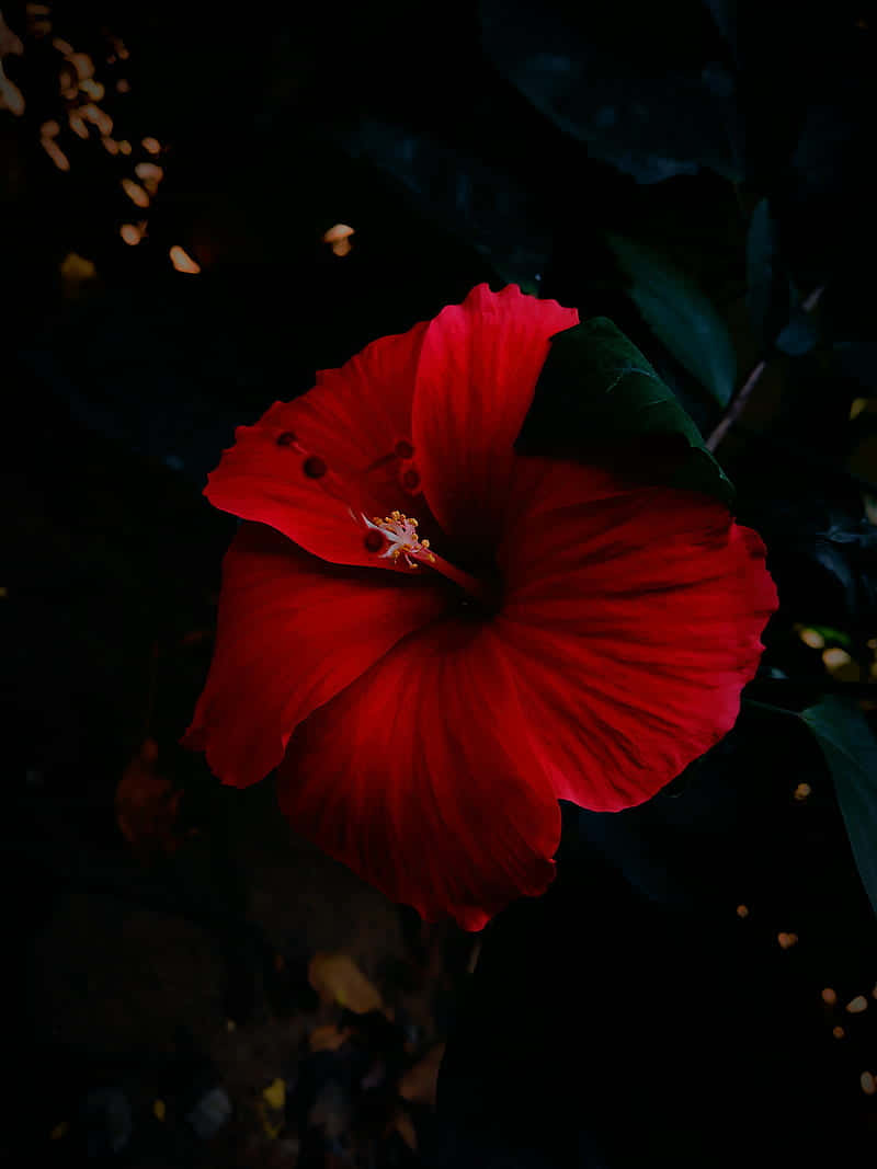 vibrant red hibiscus, dark backdrop, glowing bokeh lights, SD Phone Wallpaper
