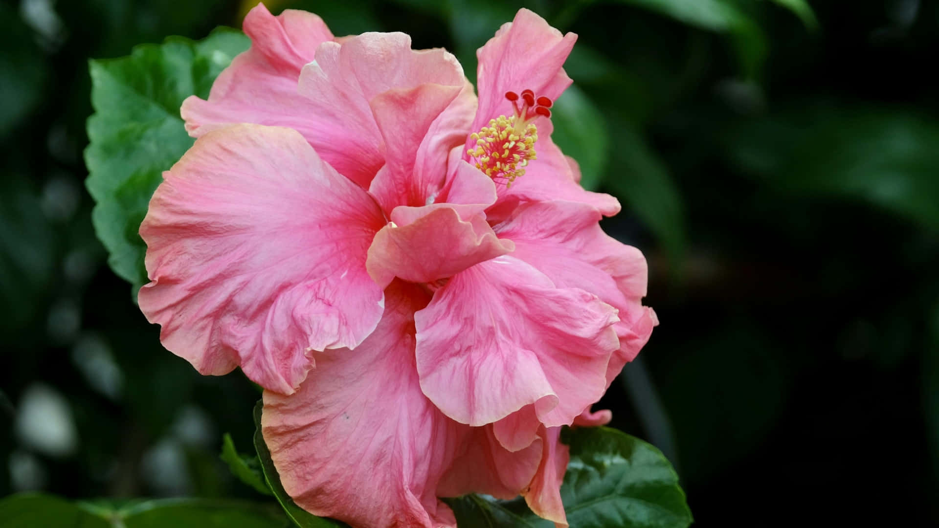 pink hibiscus flower, delicate ruffled petals, yellow center, Full HD Desktop Wallpaper