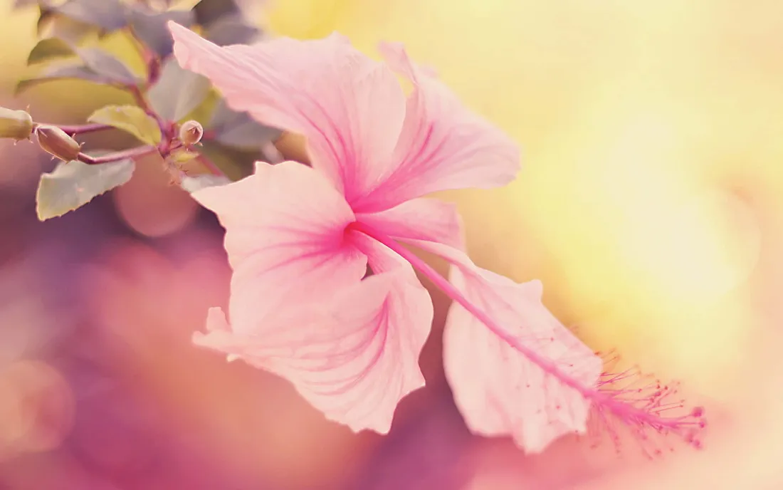 Hibiscus