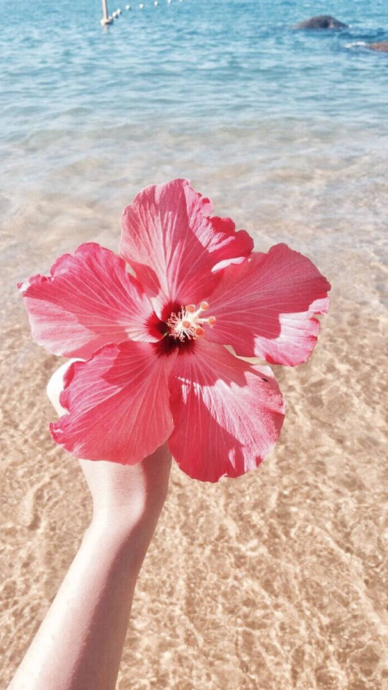 Common Hibiscus, vibrant pink hibiscus flower, clear turquoise ocean water, Full HD Phone Wallpaper