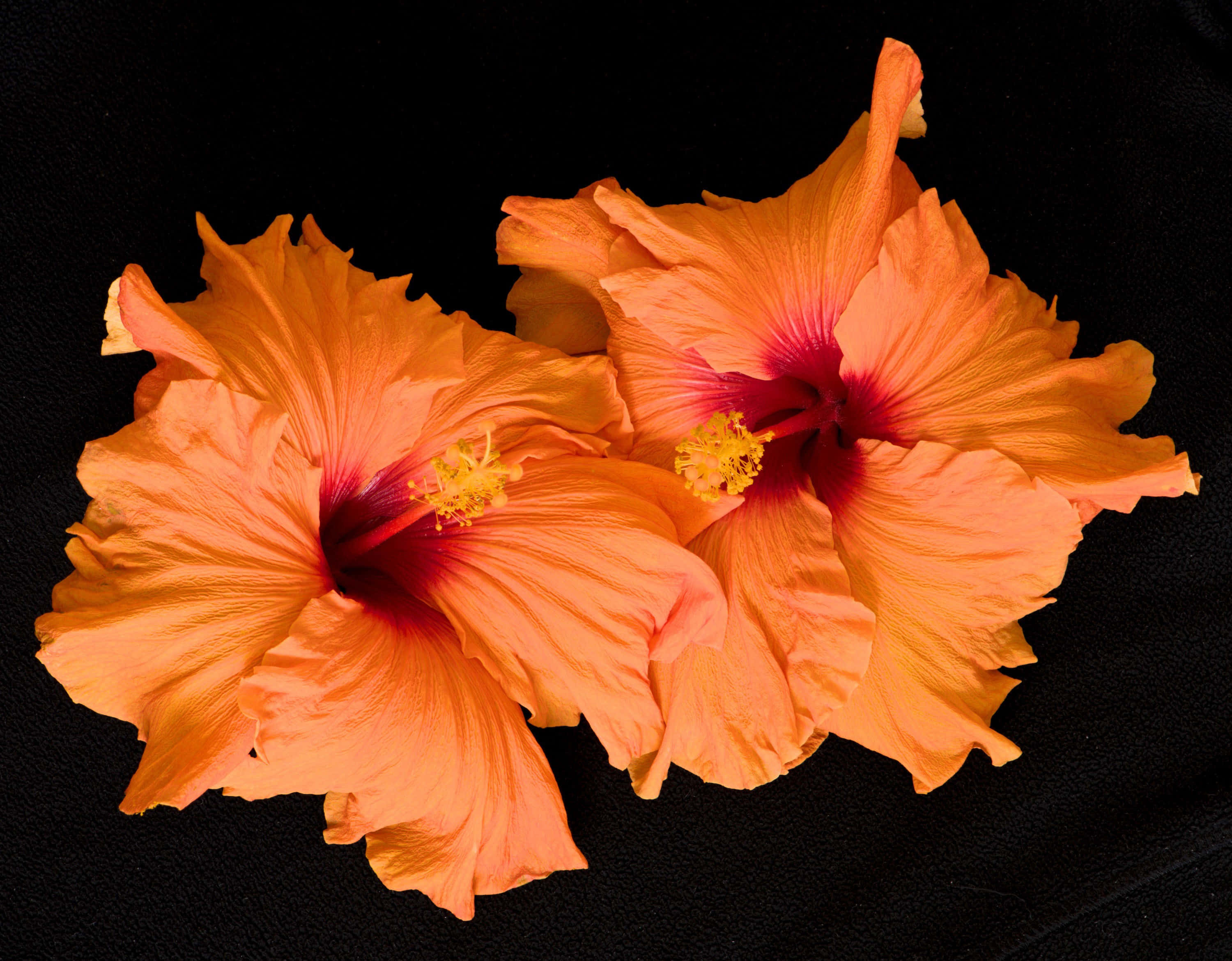 orange hibiscus flower, deep red centers, stark black textured background, 2K Desktop Wallpaper