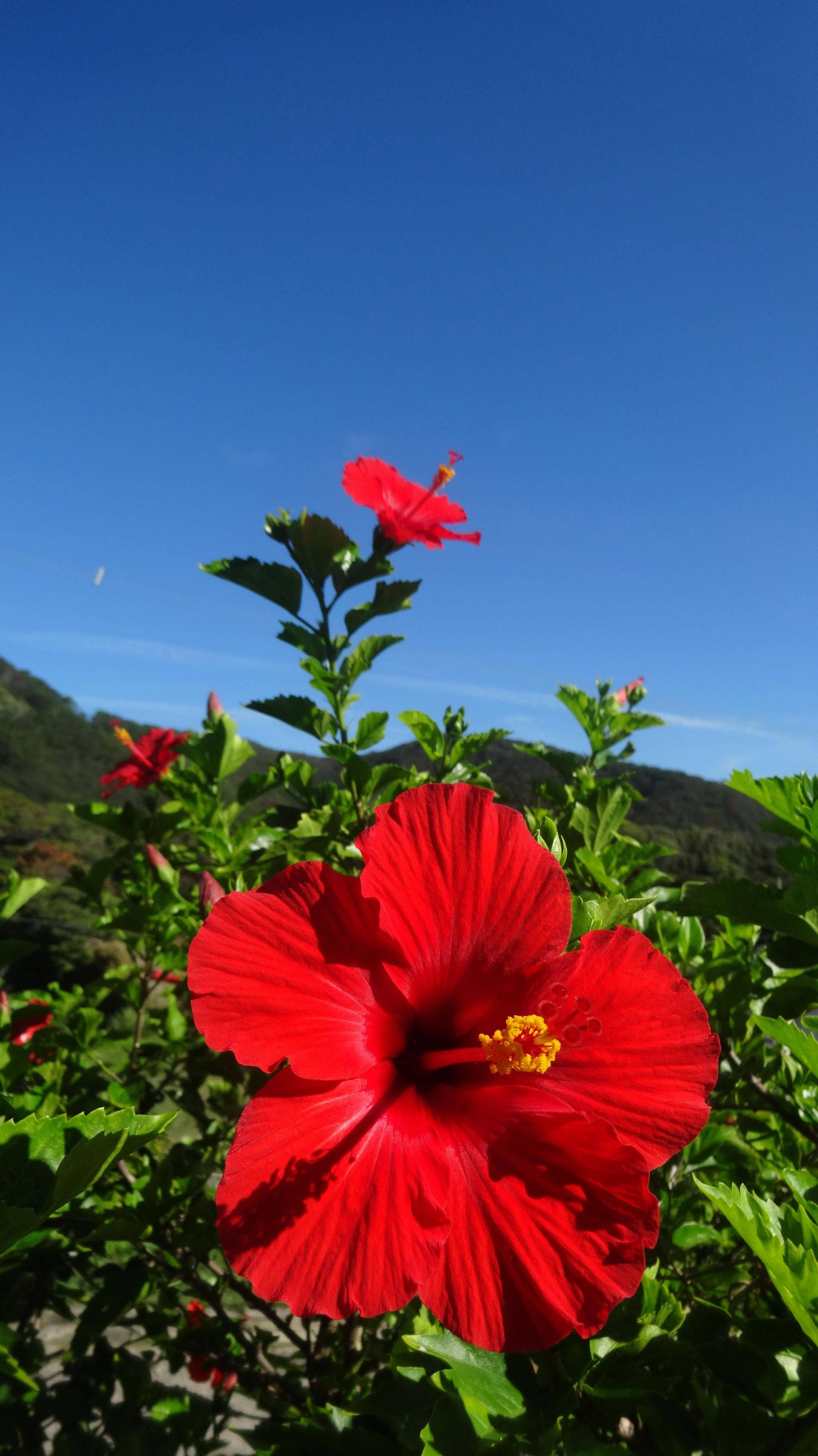 Hibiscus, vibrant red, clear blue sky, 4K Phone Wallpaper