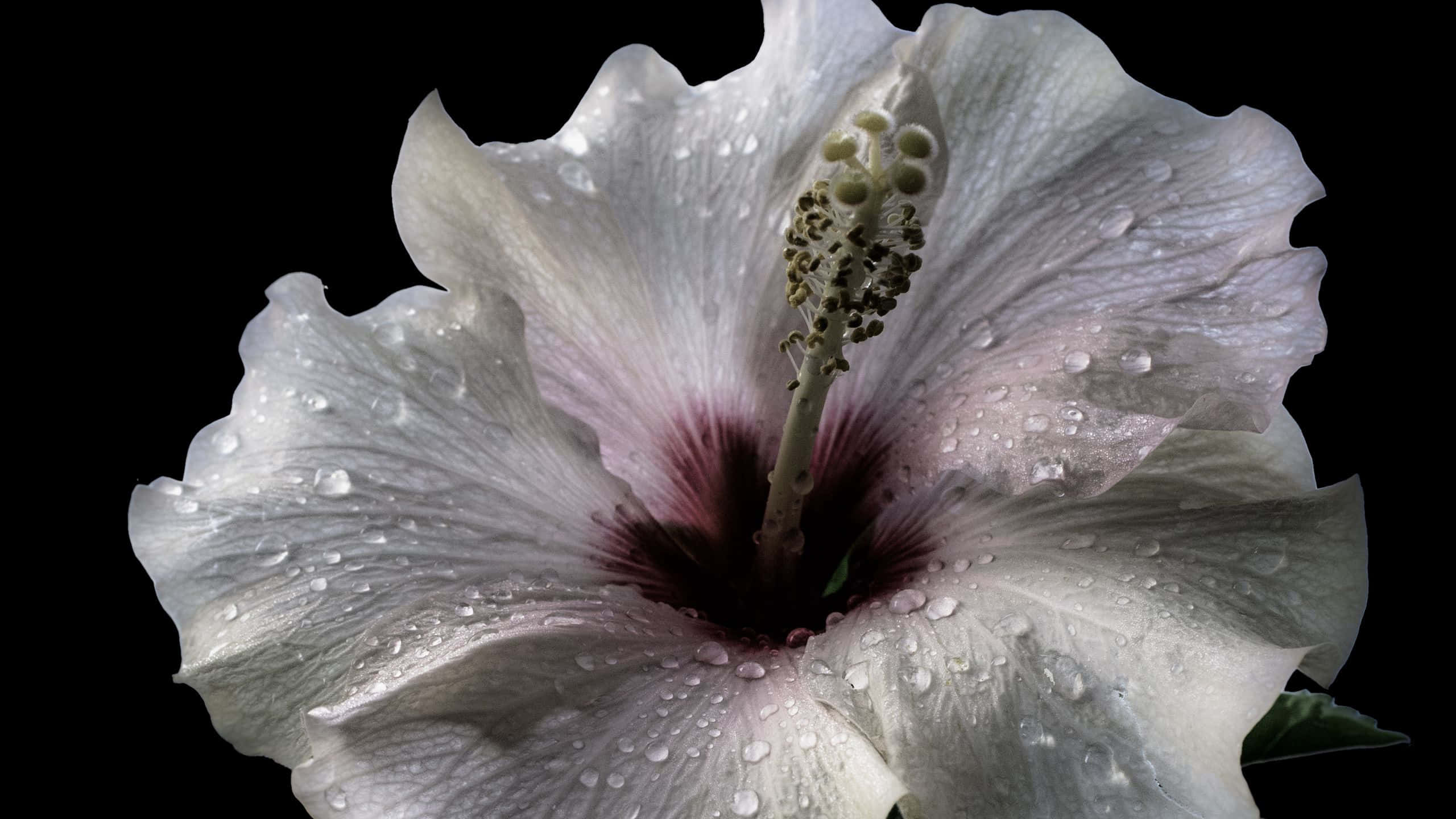 white hibiscus flower, dew drops, stark black background, 2K Desktop Wallpaper