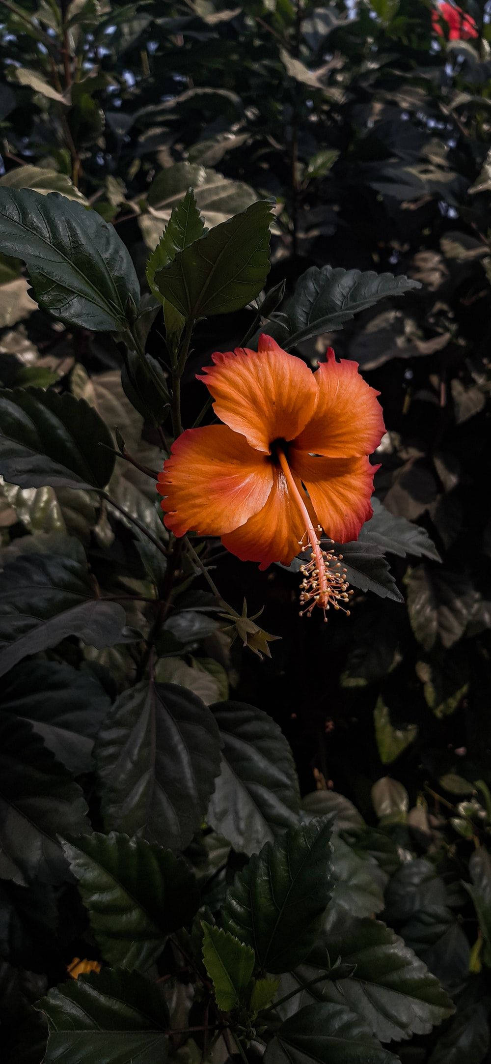 rare hibiscus flower, vibrant orange, dark green leaves, Full HD Phone Wallpaper