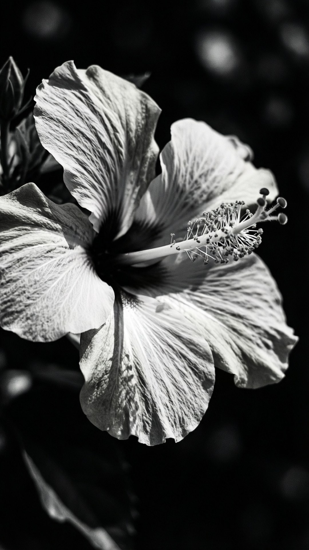 Monochrome Hibiscus, hibiscus flower, delicate petals, Full HD Phone Wallpaper